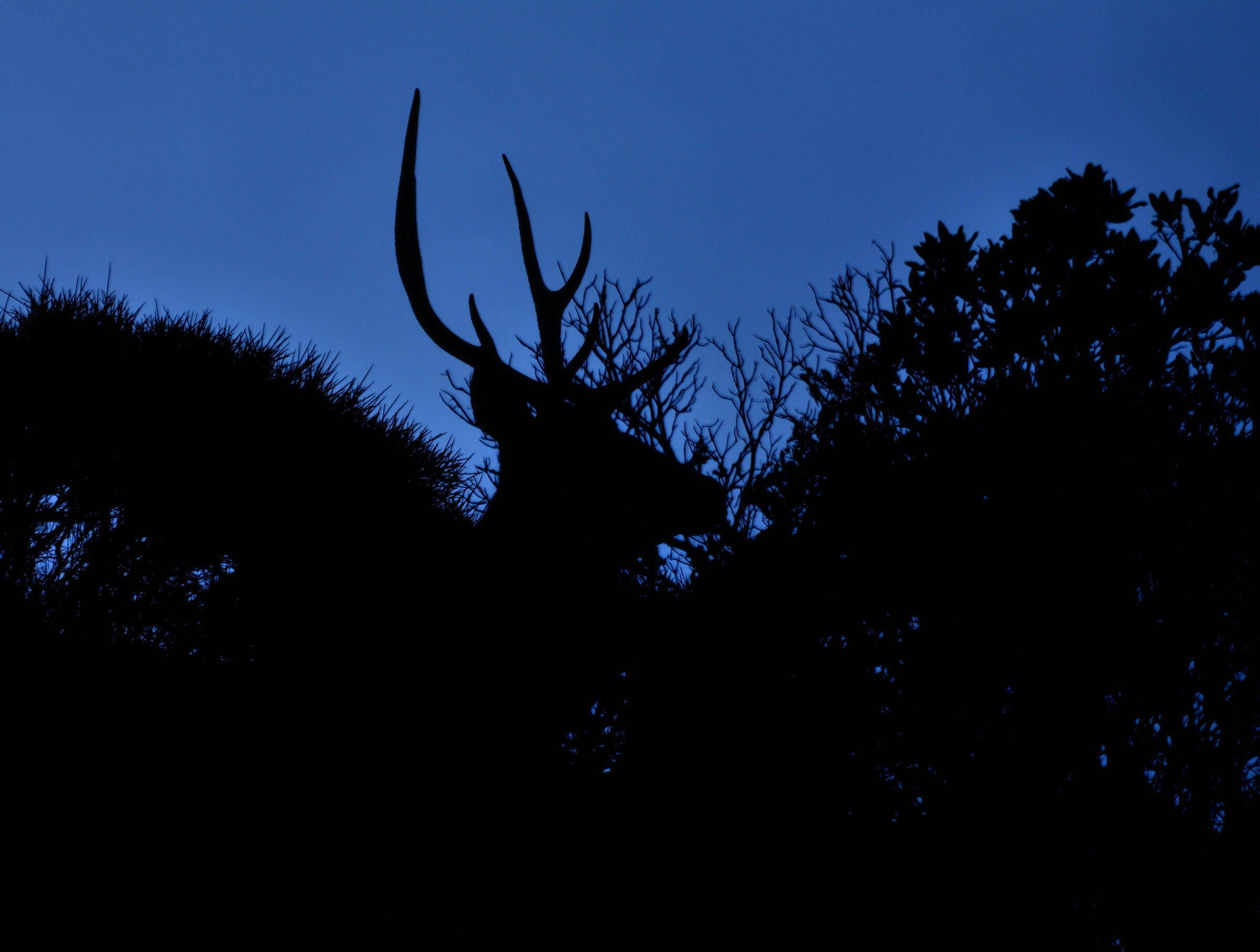 Dark presences ...