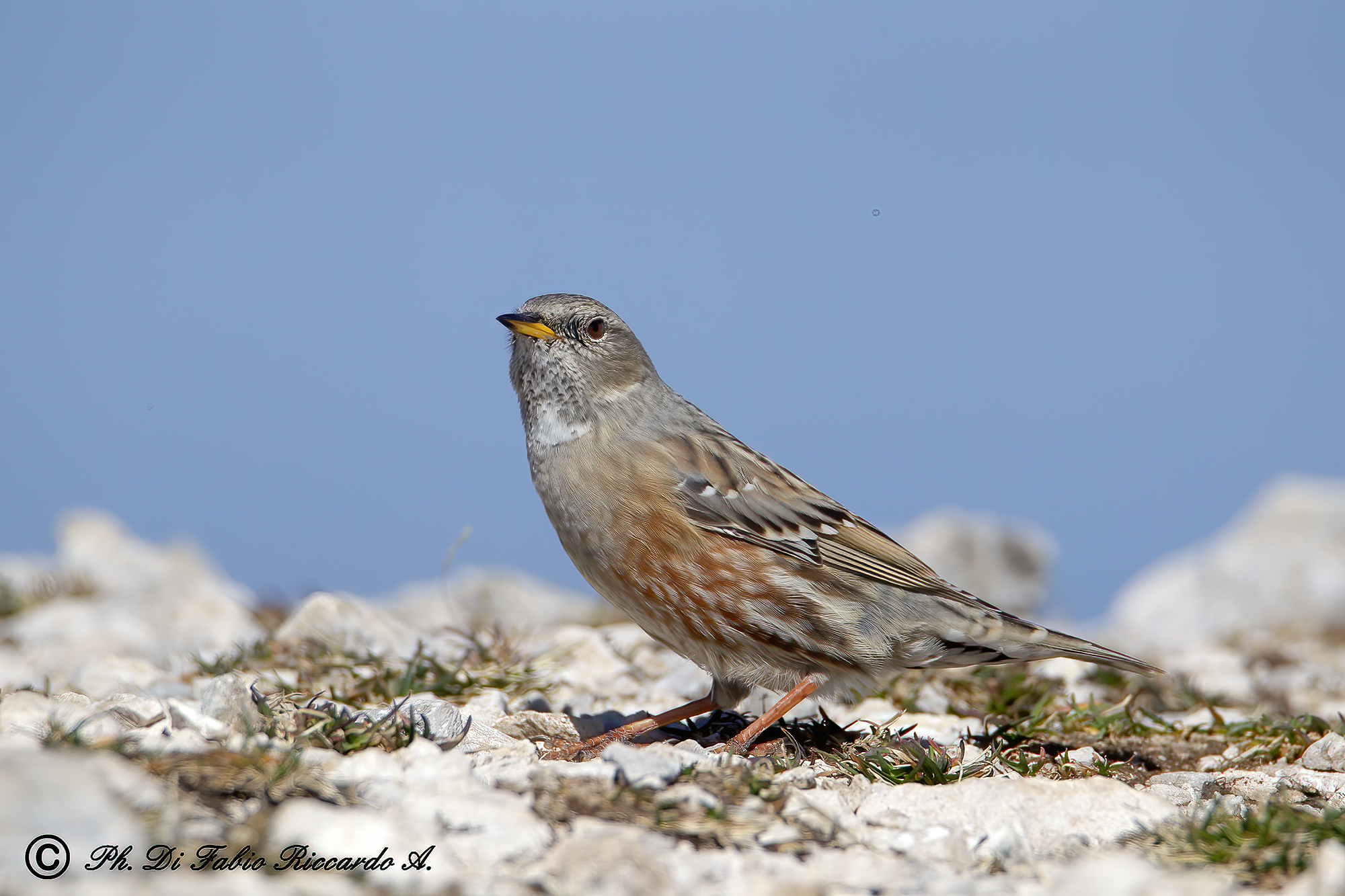 Alpine accentor