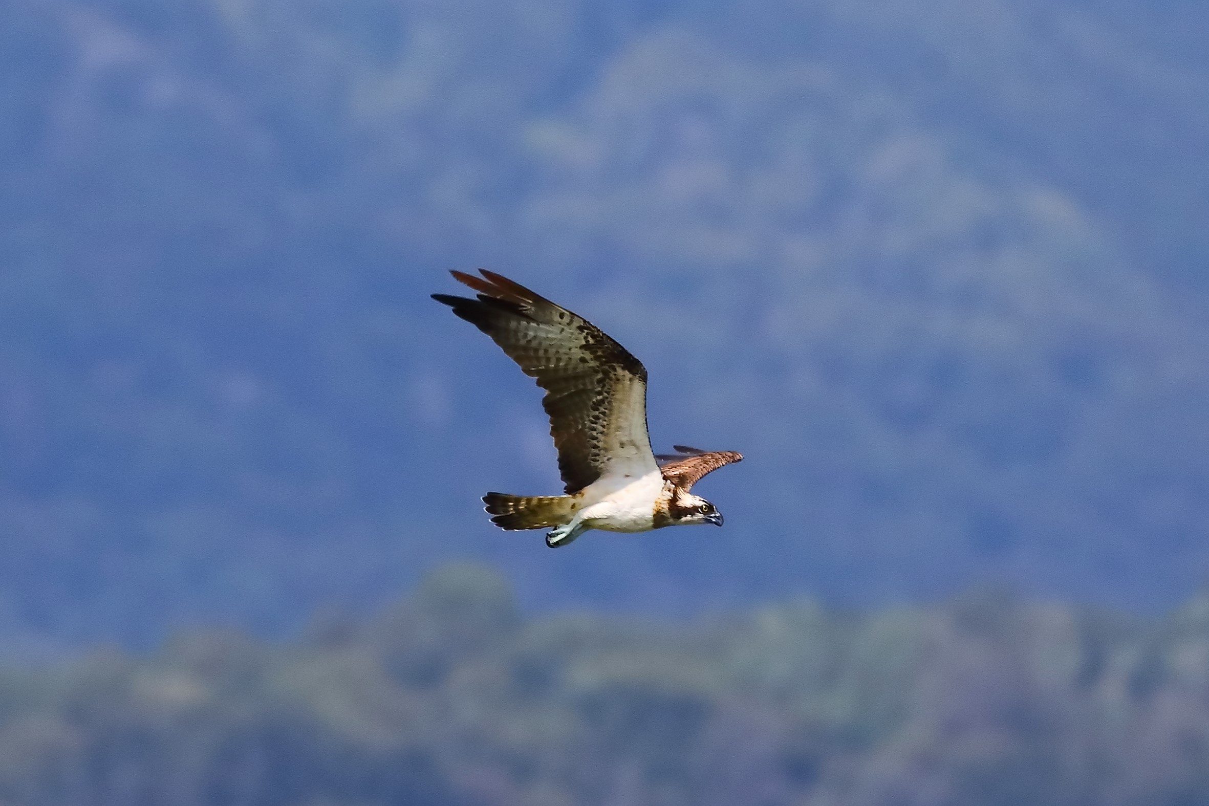 Falco pescatore 01-09-2023 - 369