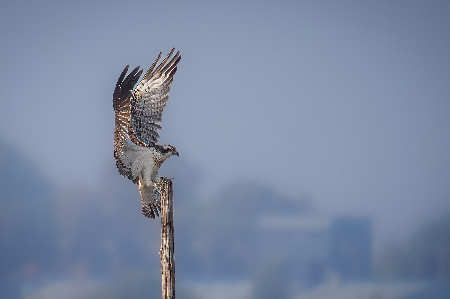 Osprey lands on wooden pole