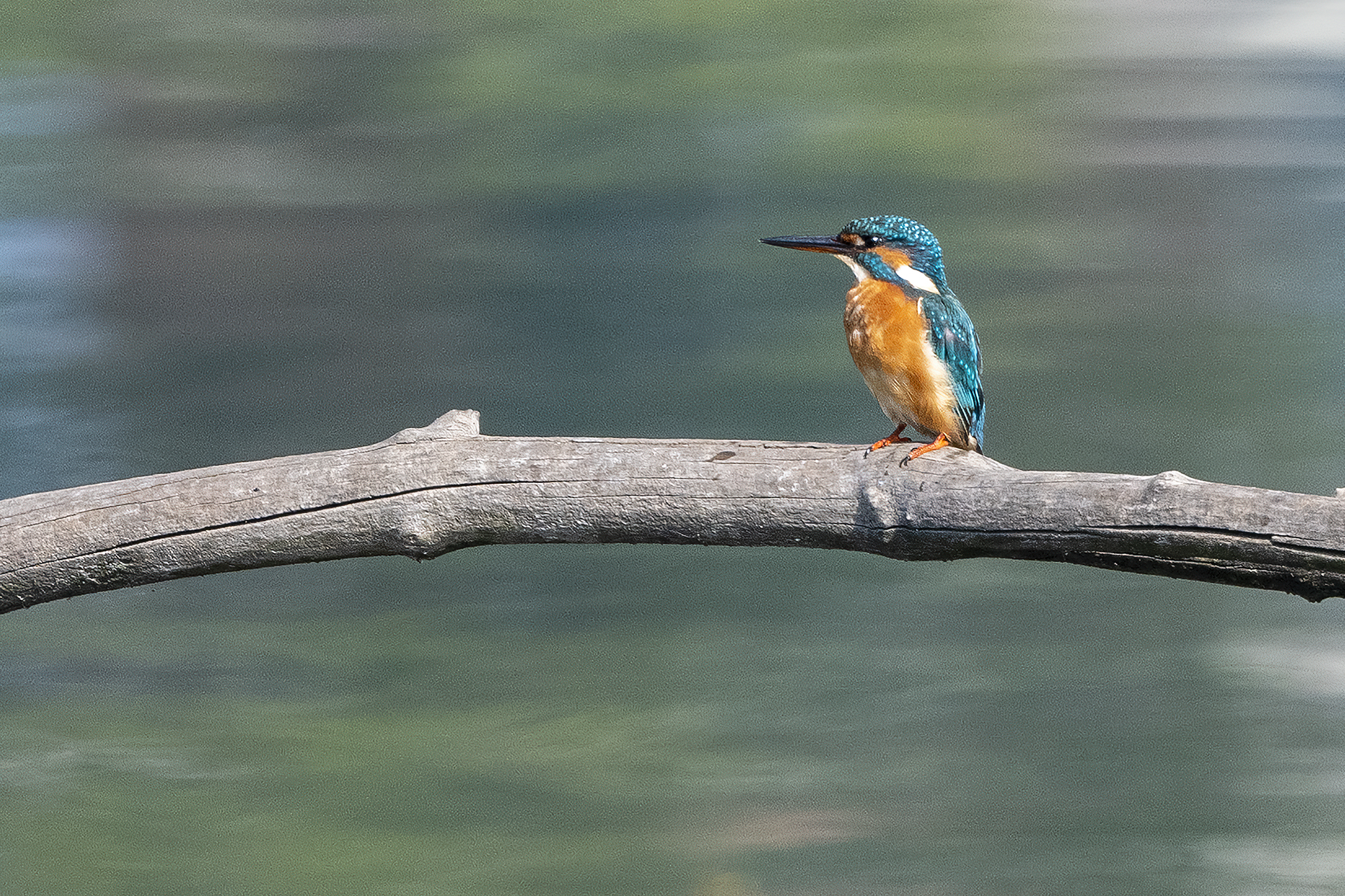 Kingfisher