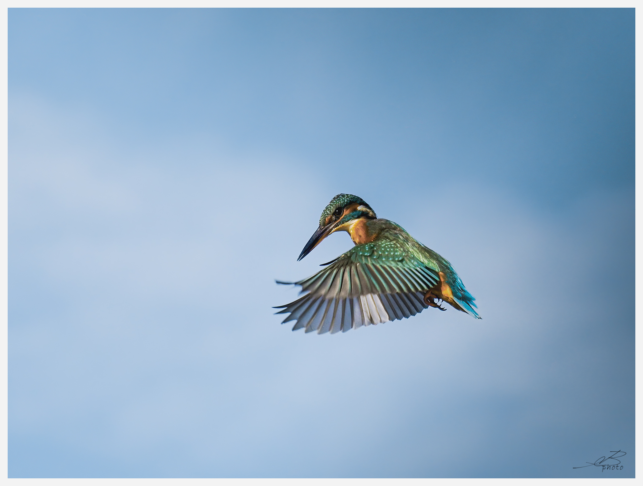 Kingfisher