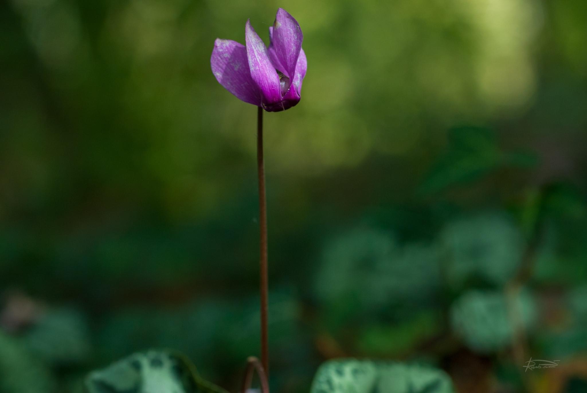 Cyclamen
