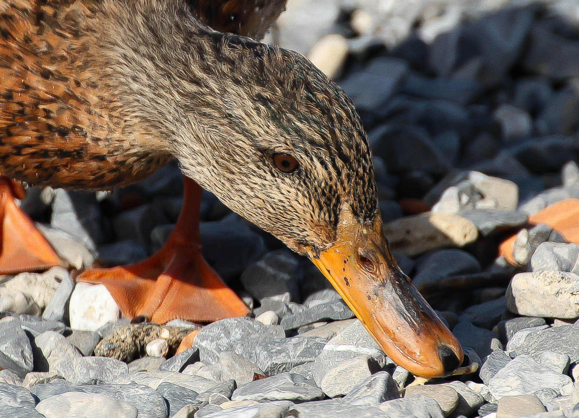 mallard 2
