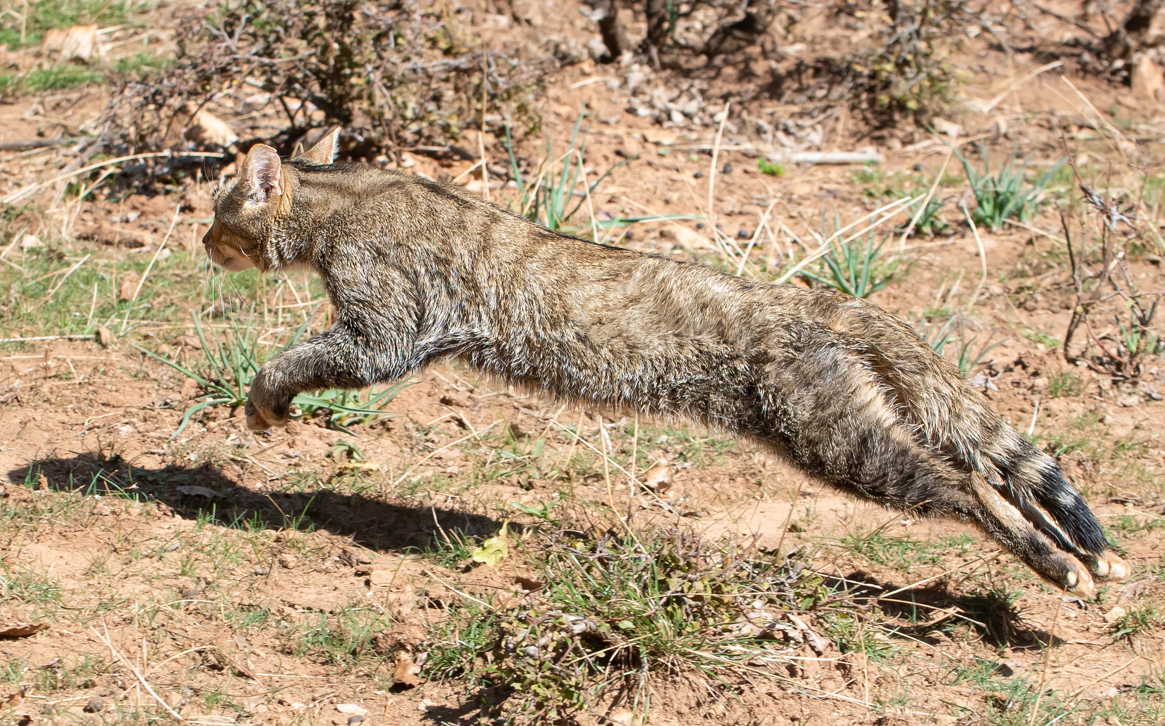 The Madonie wild cat