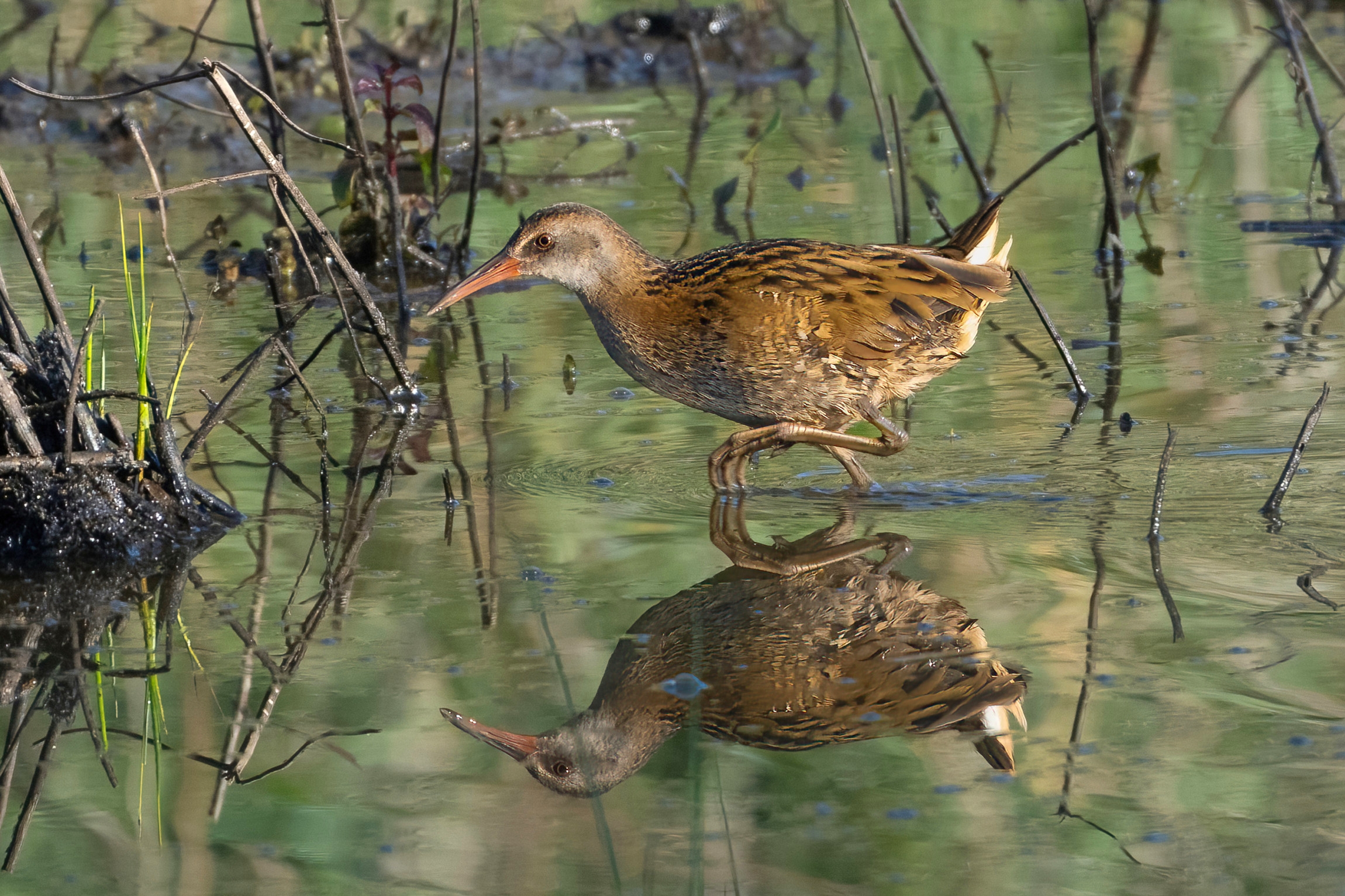 Porciglione (Rallus aquaticus)