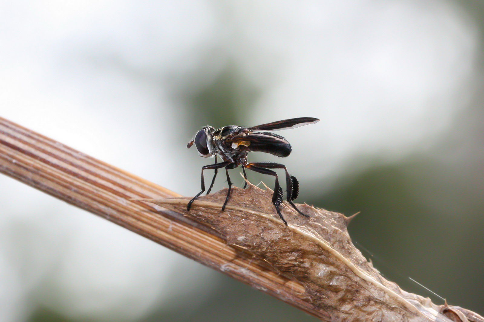 My first Macros: Trichopoda pictipennis