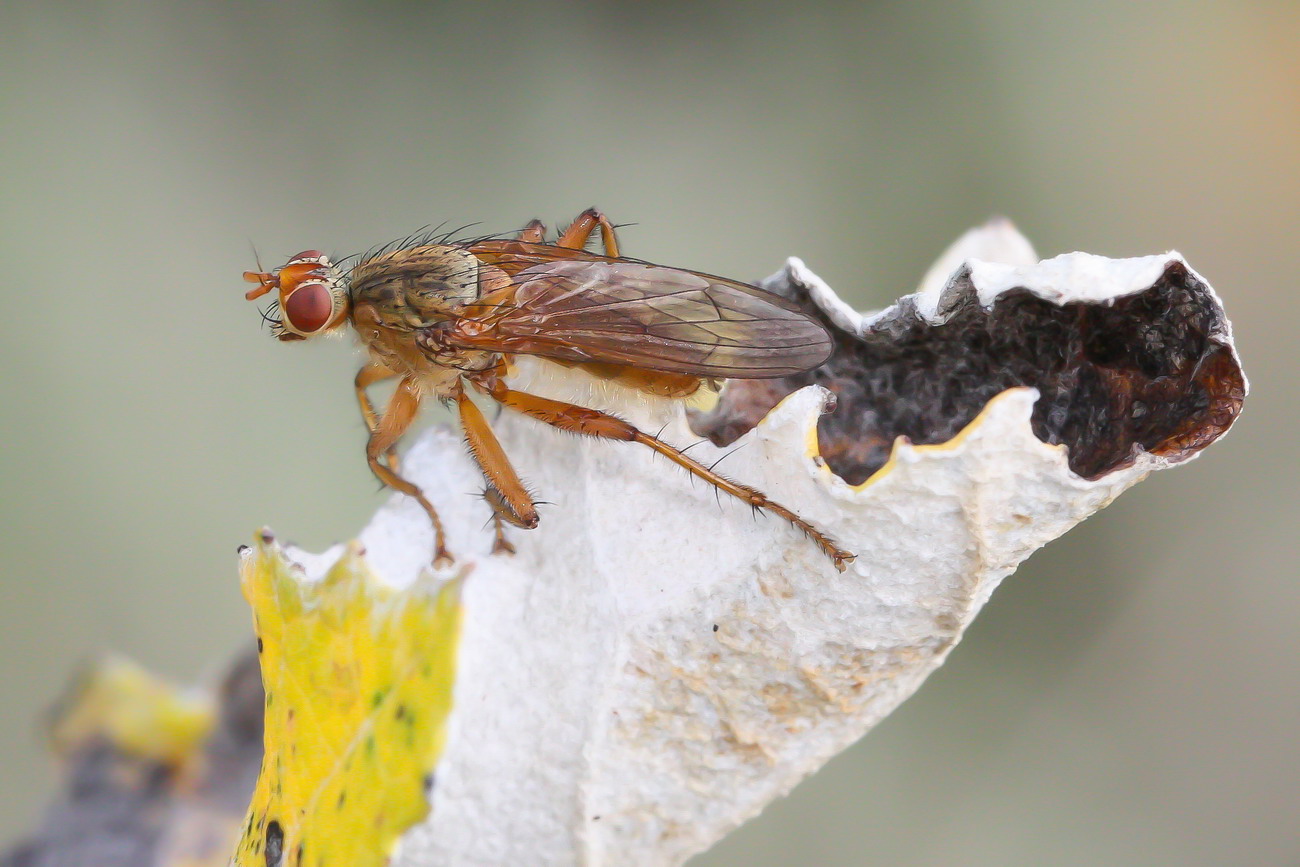 My first Macro: Scatophaga stercoraria