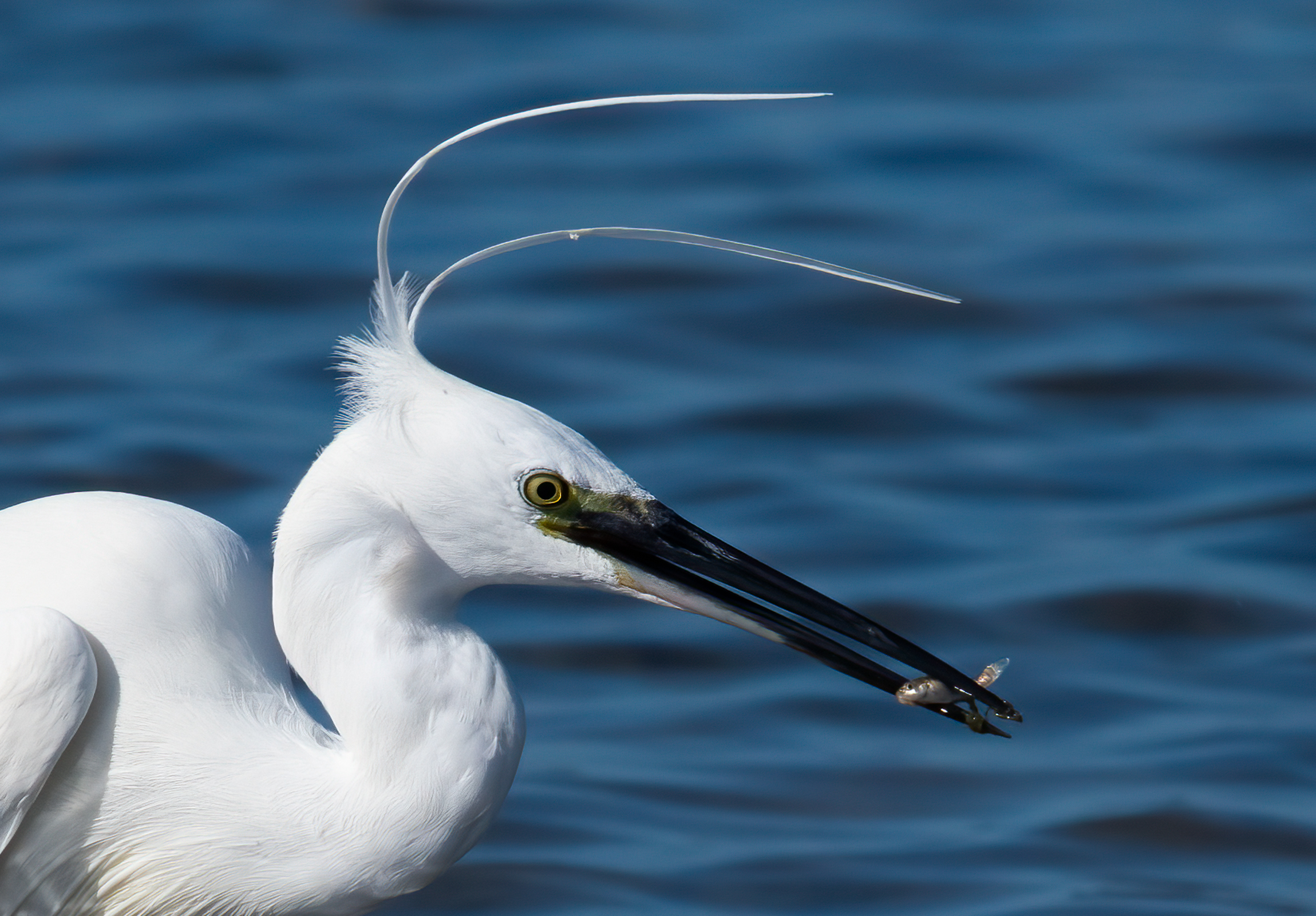 Egret with prey