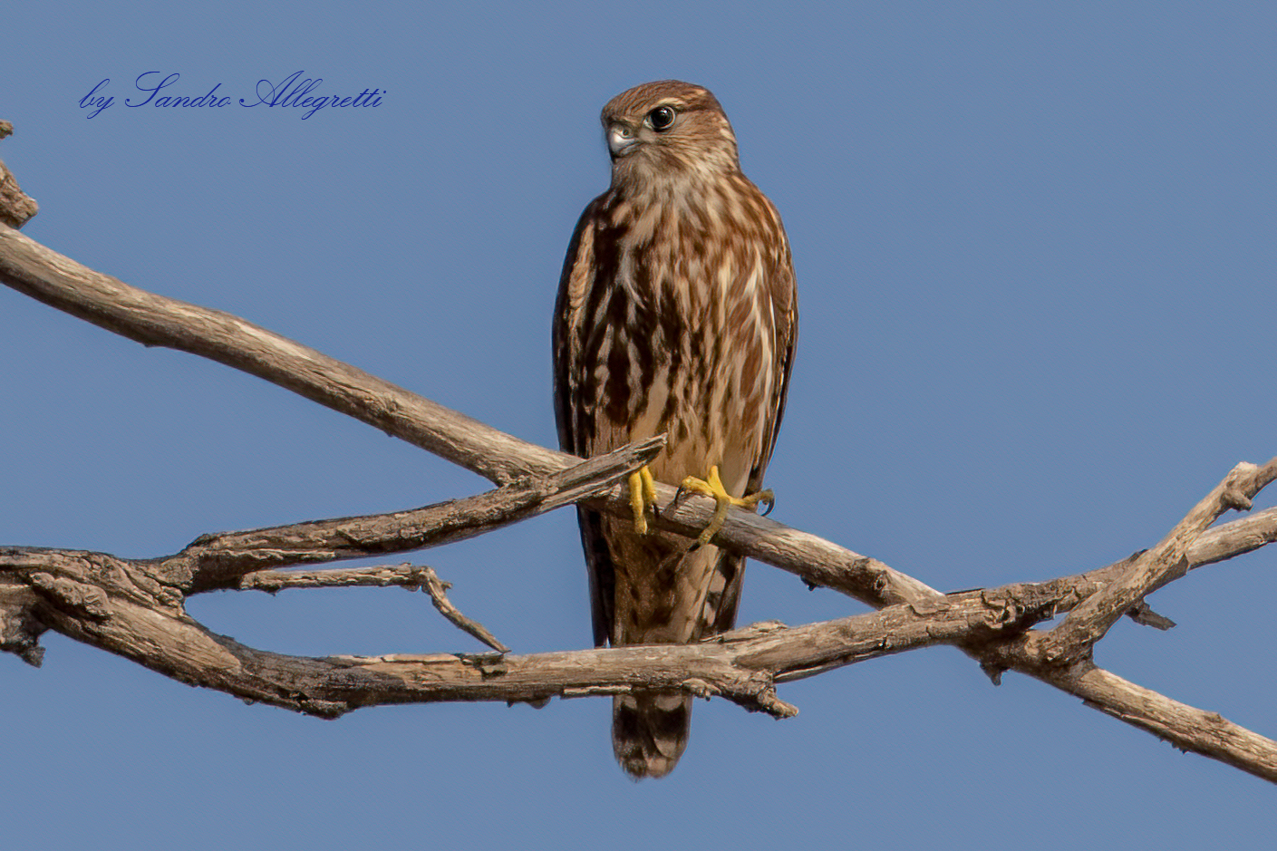 Lo smeriglio (Falco columbarius)
