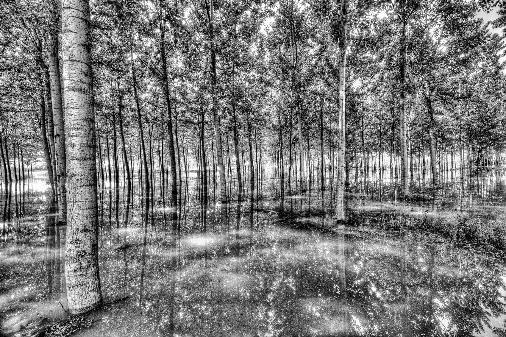 uscita del po' a piacenza nel sottobosco