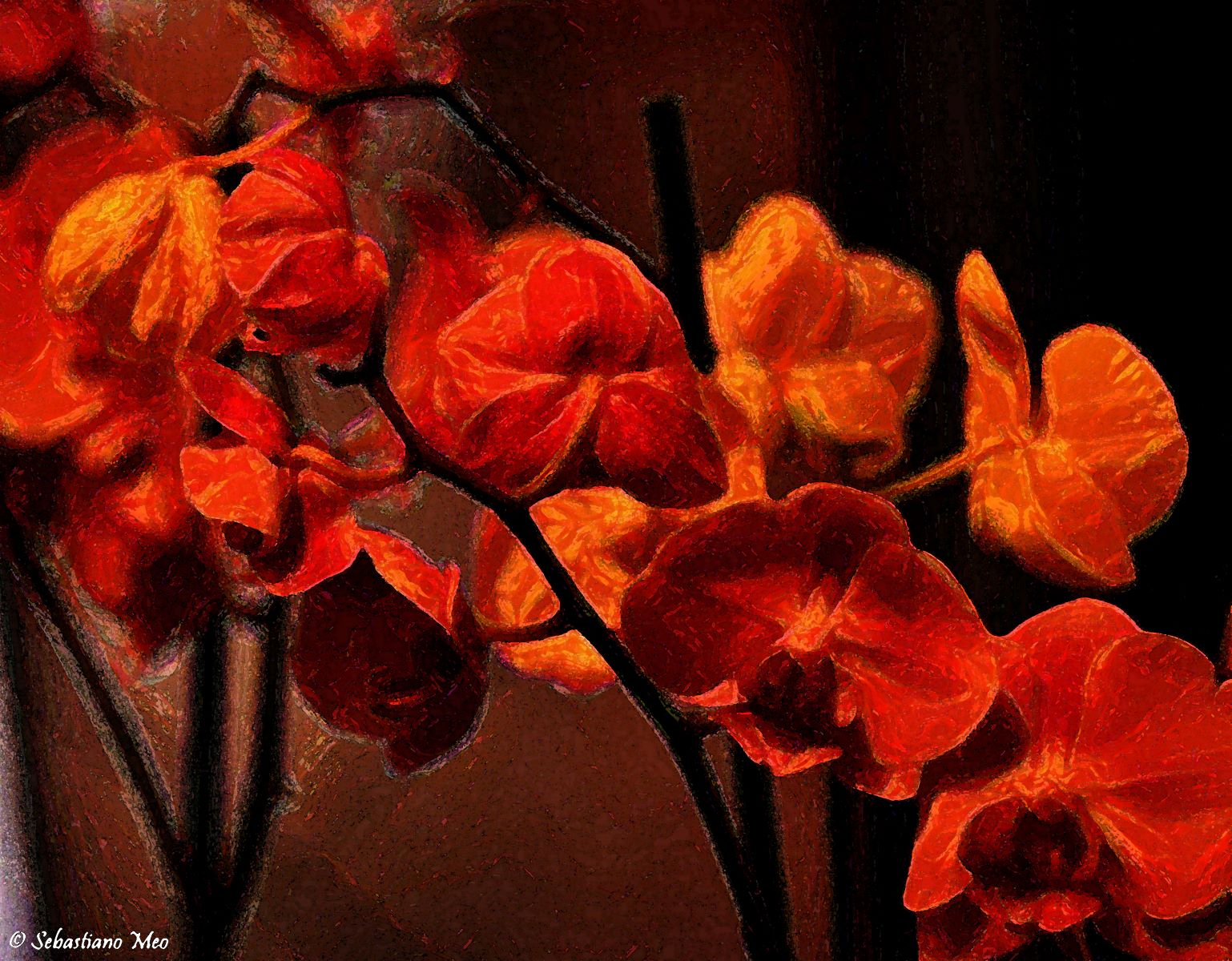 Orchid