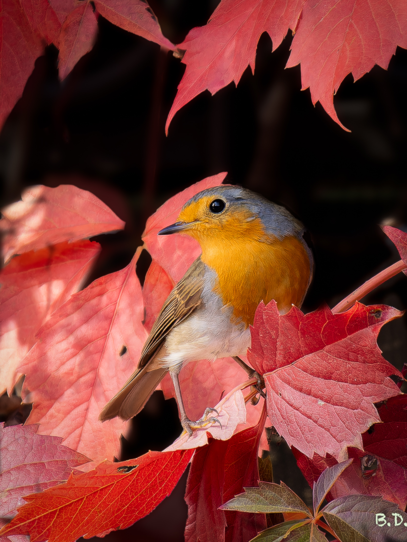 Erithacus rubecula (Robin)