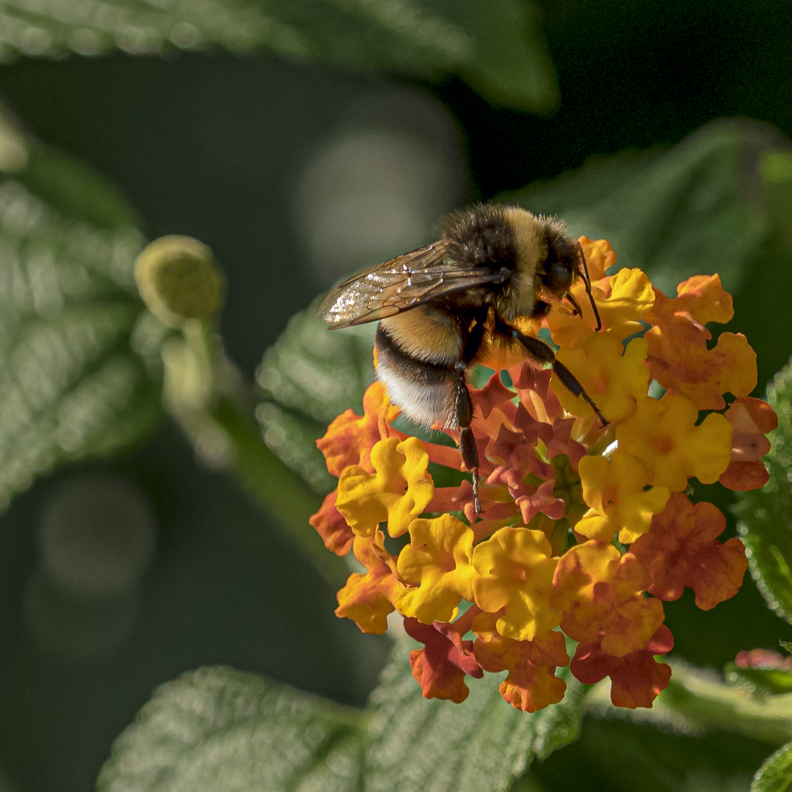 Belly my hut made...
