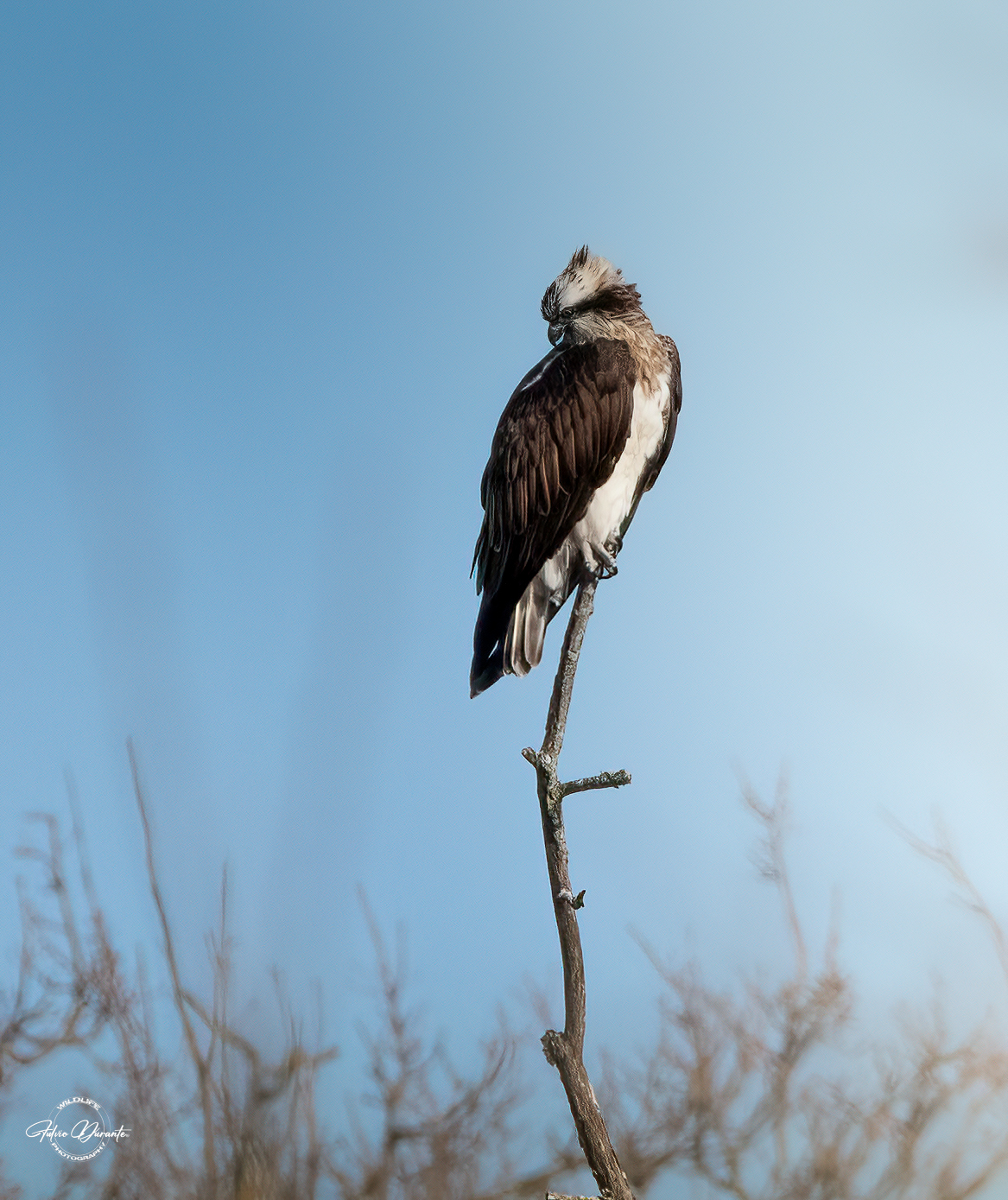 Osprey (Pandion haliaetus)