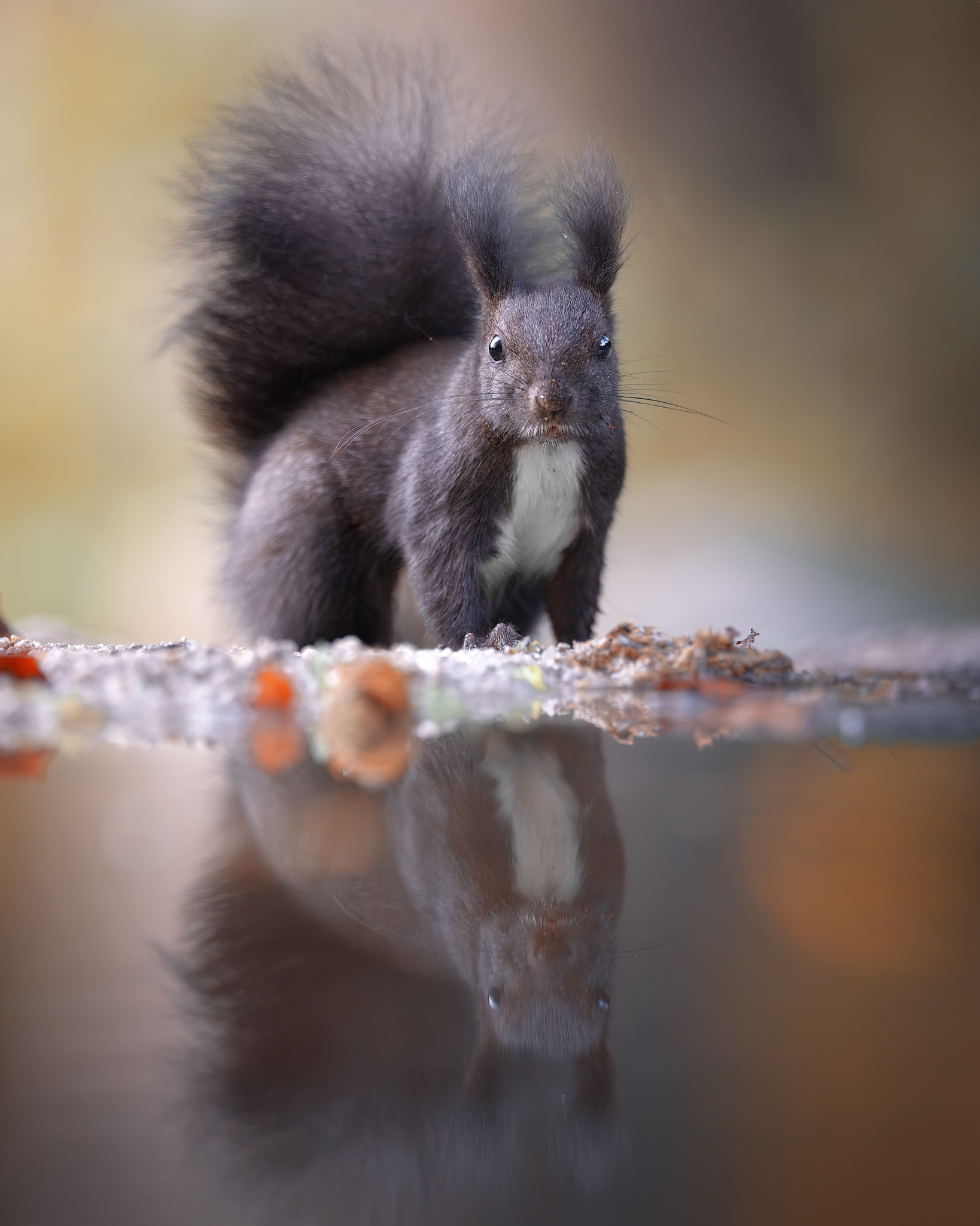 Squirrel