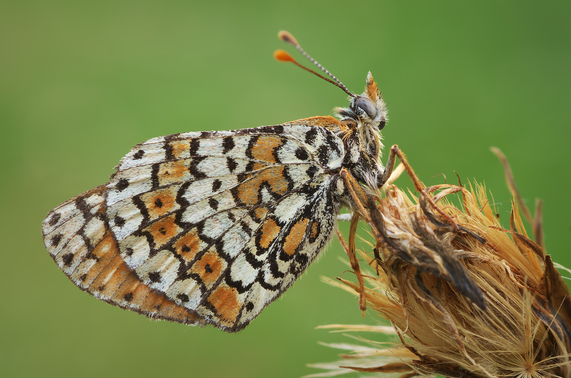Melitaea cinxia