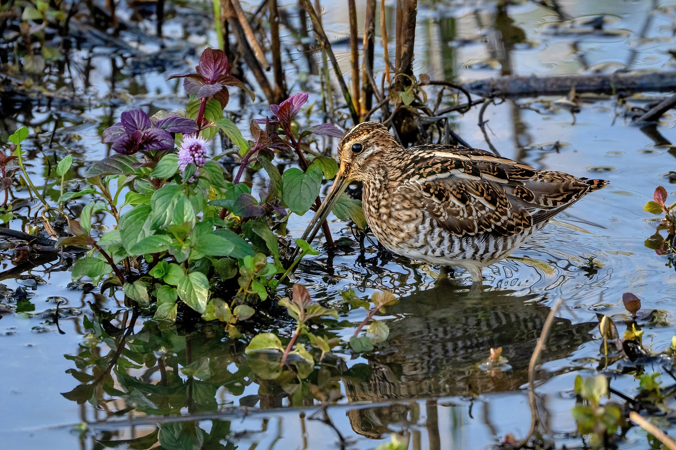Beccaccino (Gallinago gallinago)