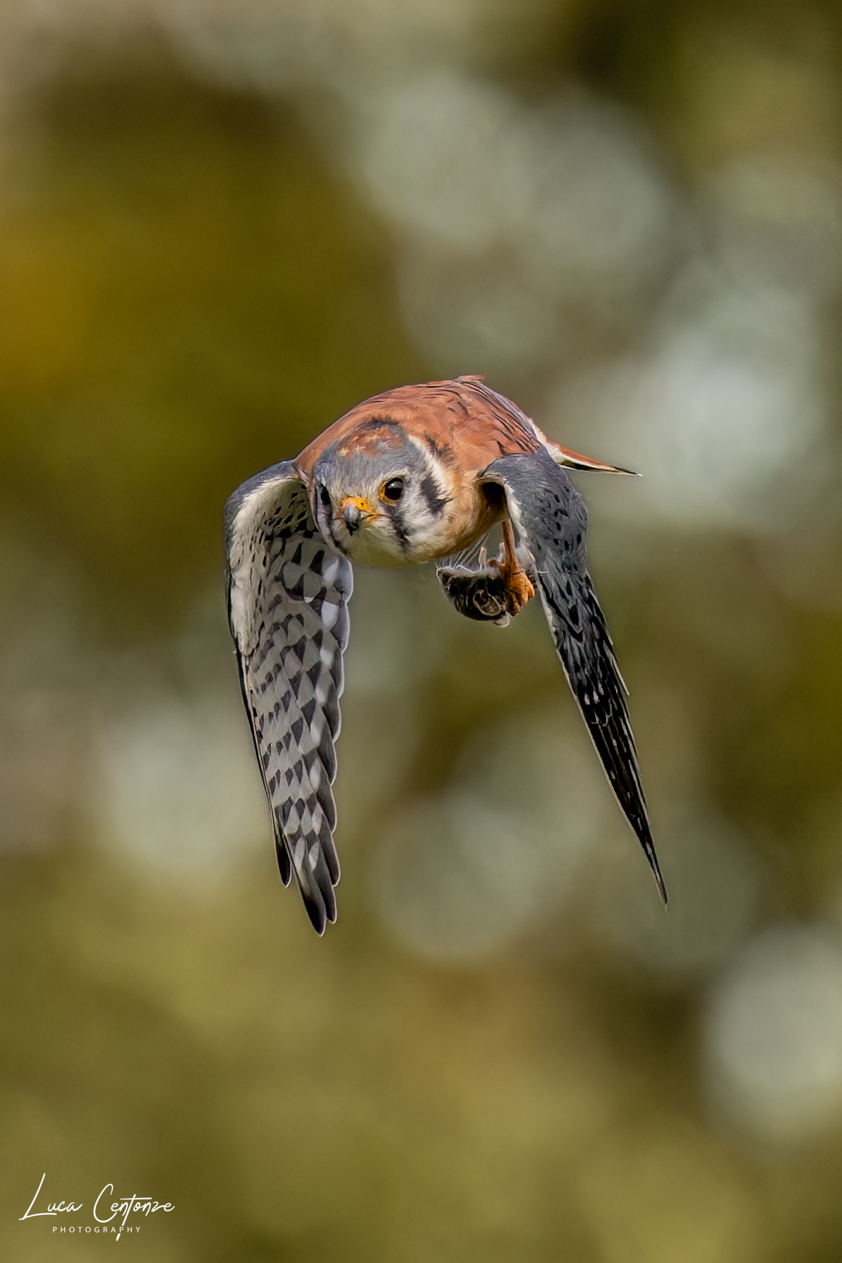 American Kestrel (Falco sparverius) Gheppio Americano