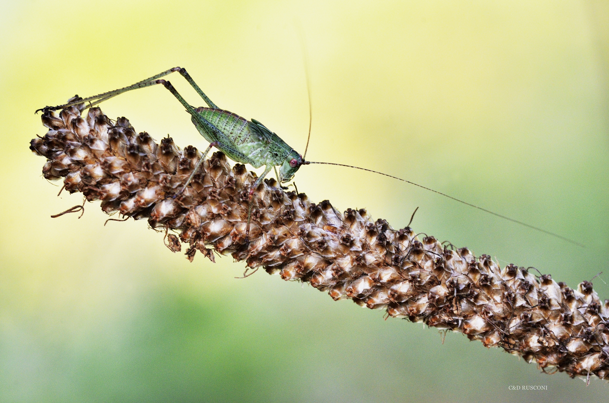 Quando le farfalle volano e restano i grilli