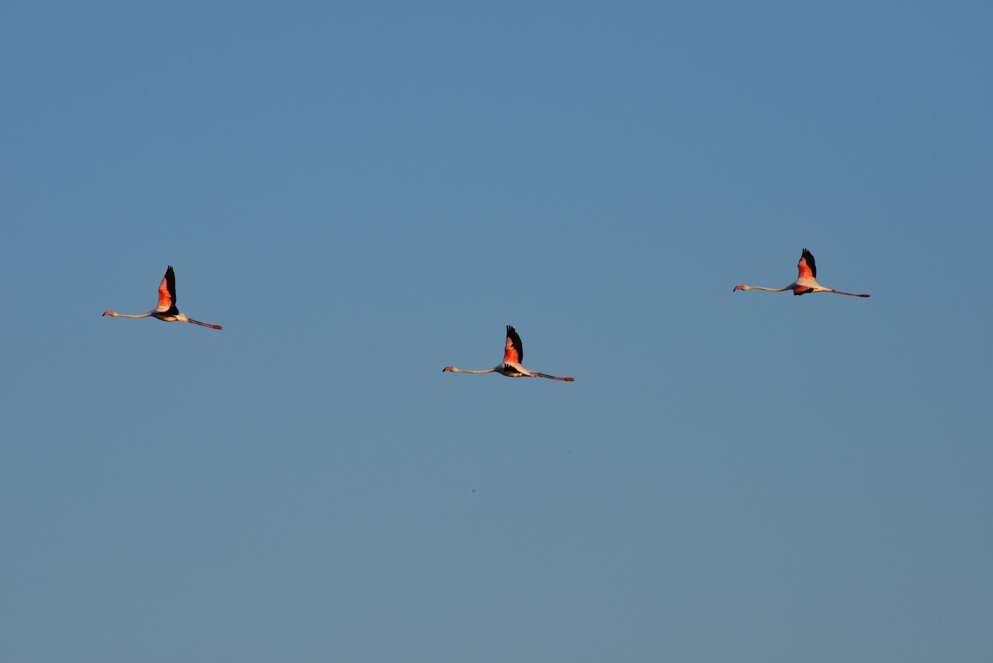 Flamingos in Cervia 4