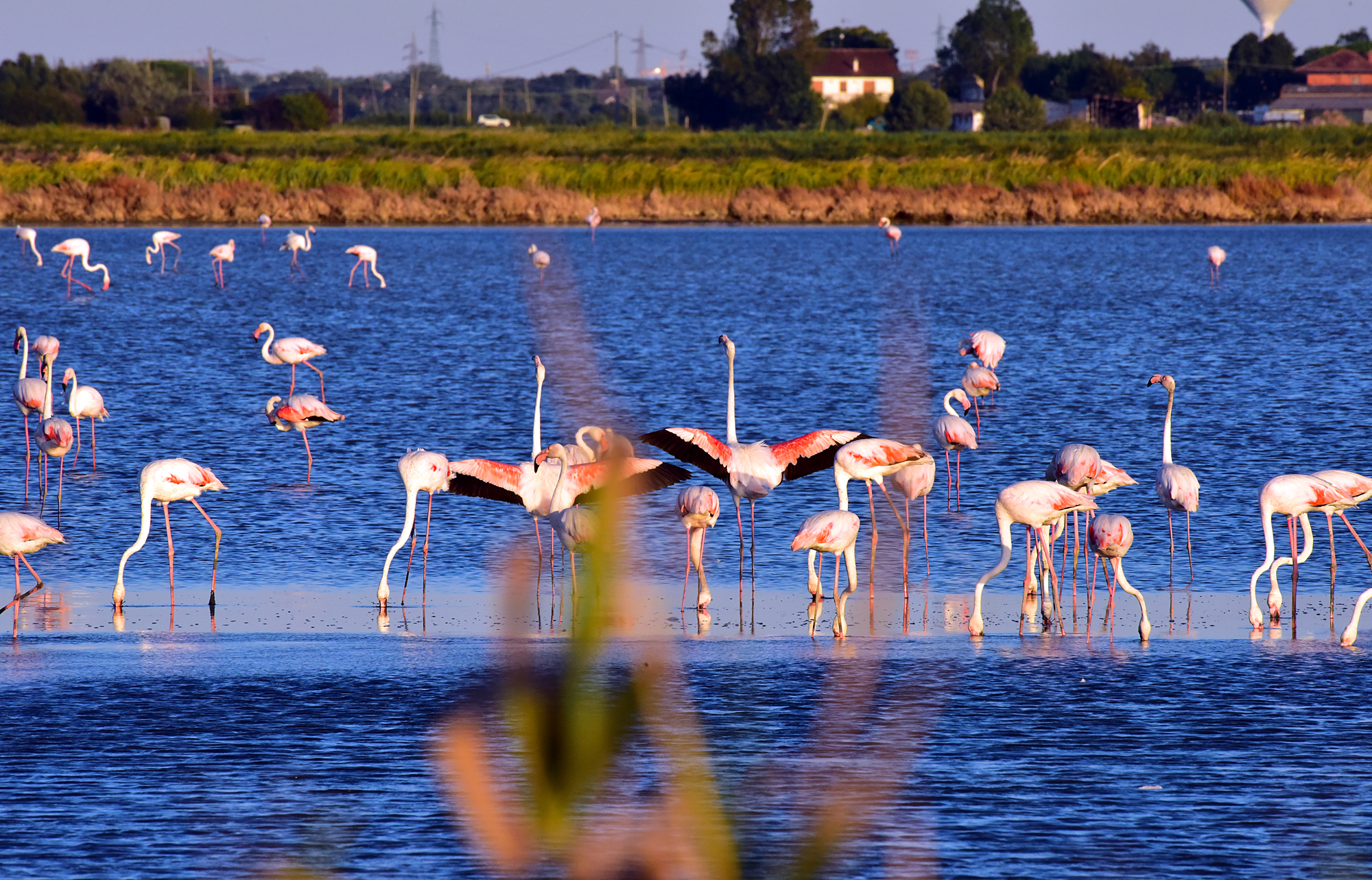 Flamingos in Cervia 5