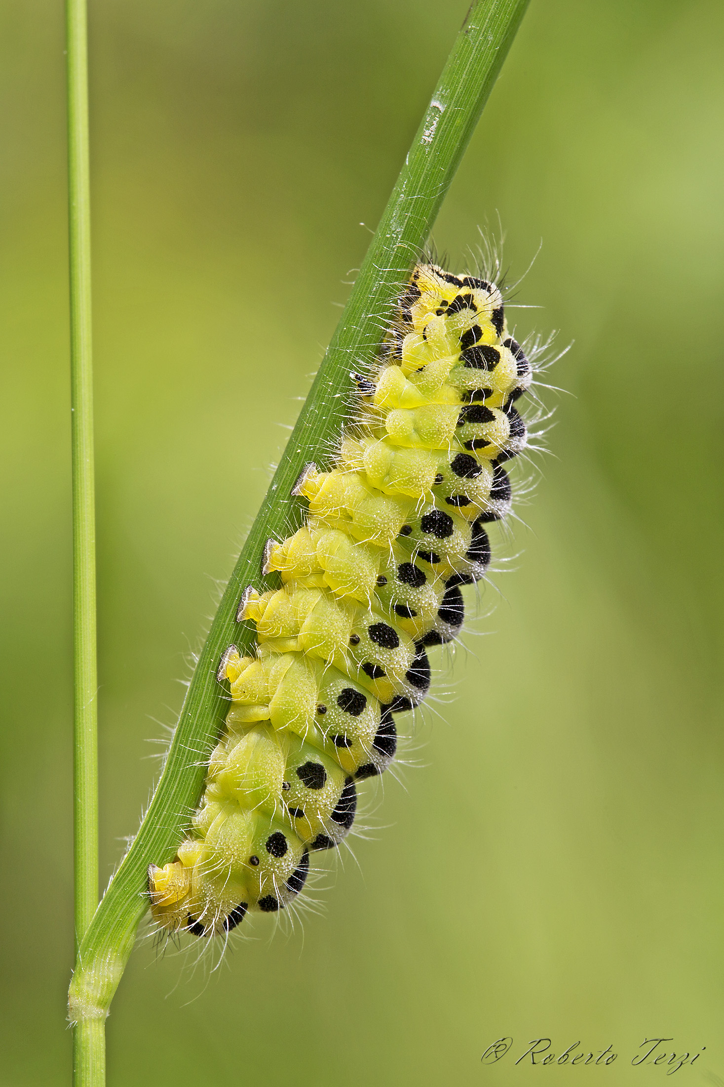Zygaena filipendulae