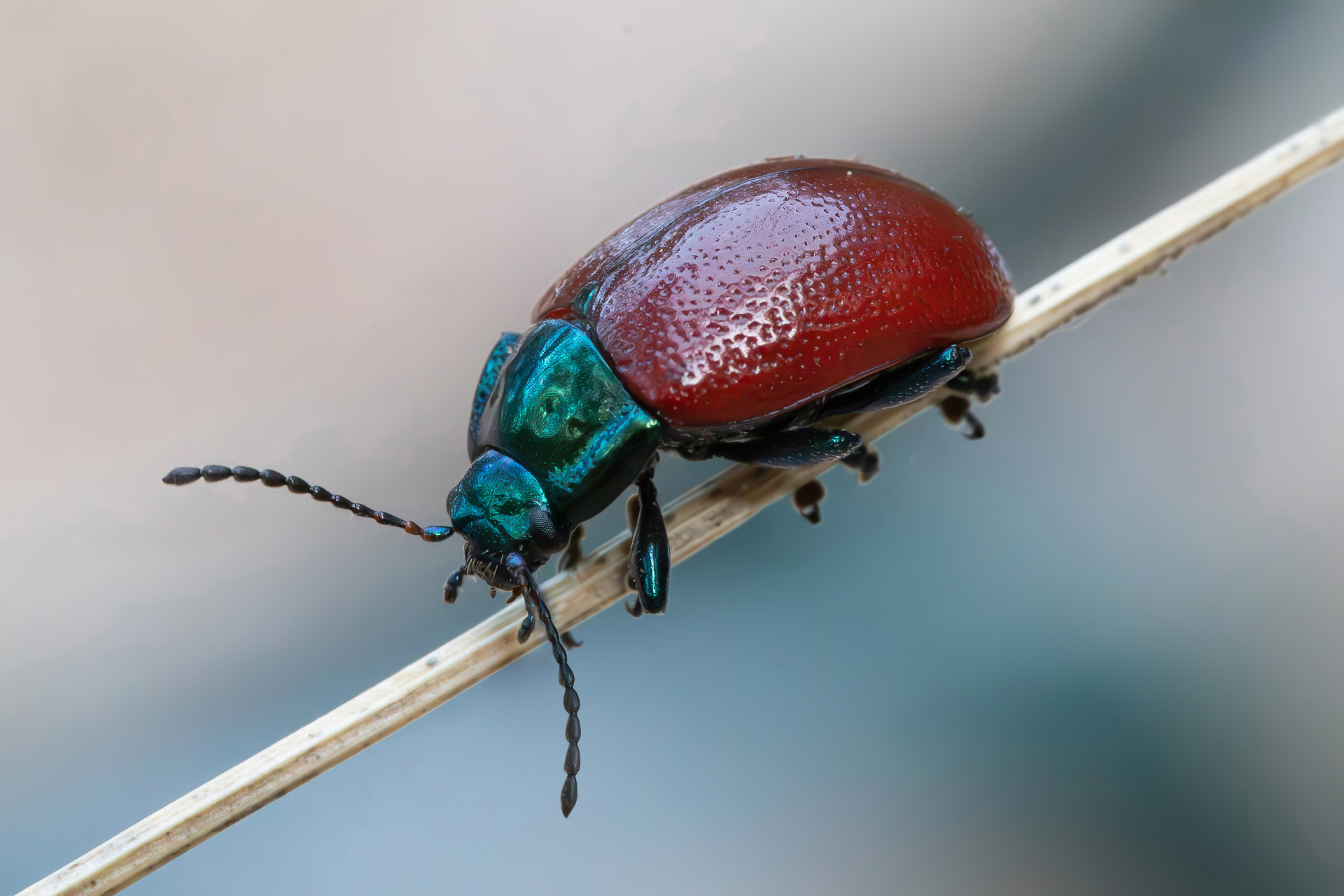 Chrysolina grossa