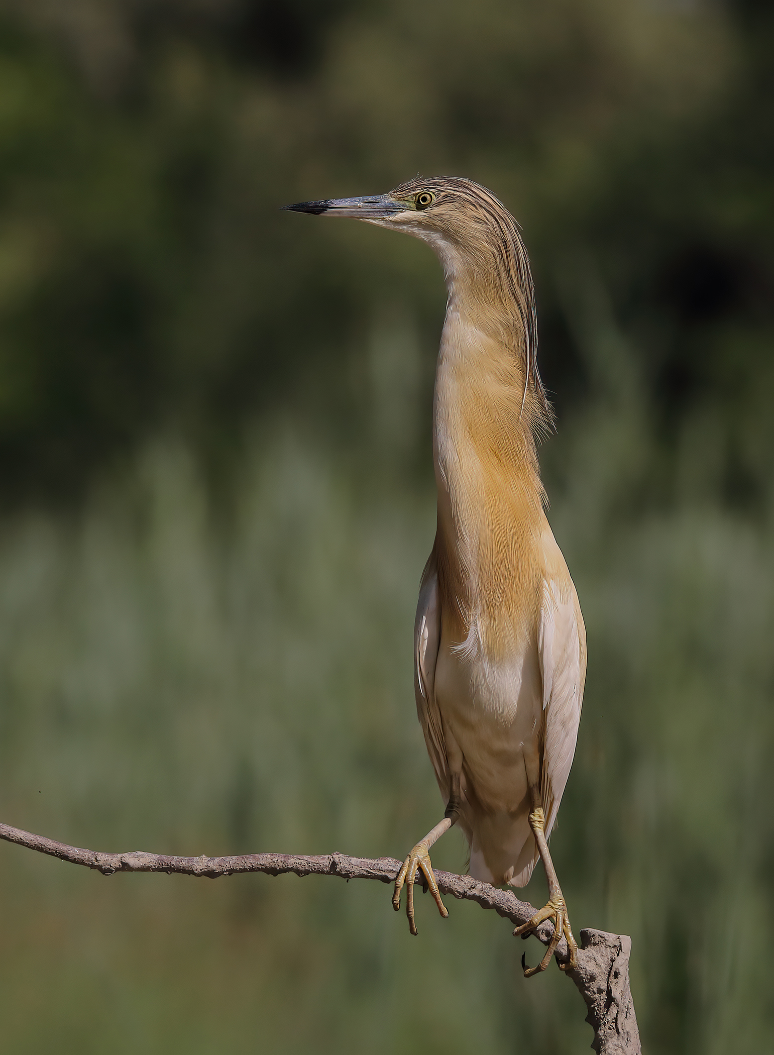 Squacco heron