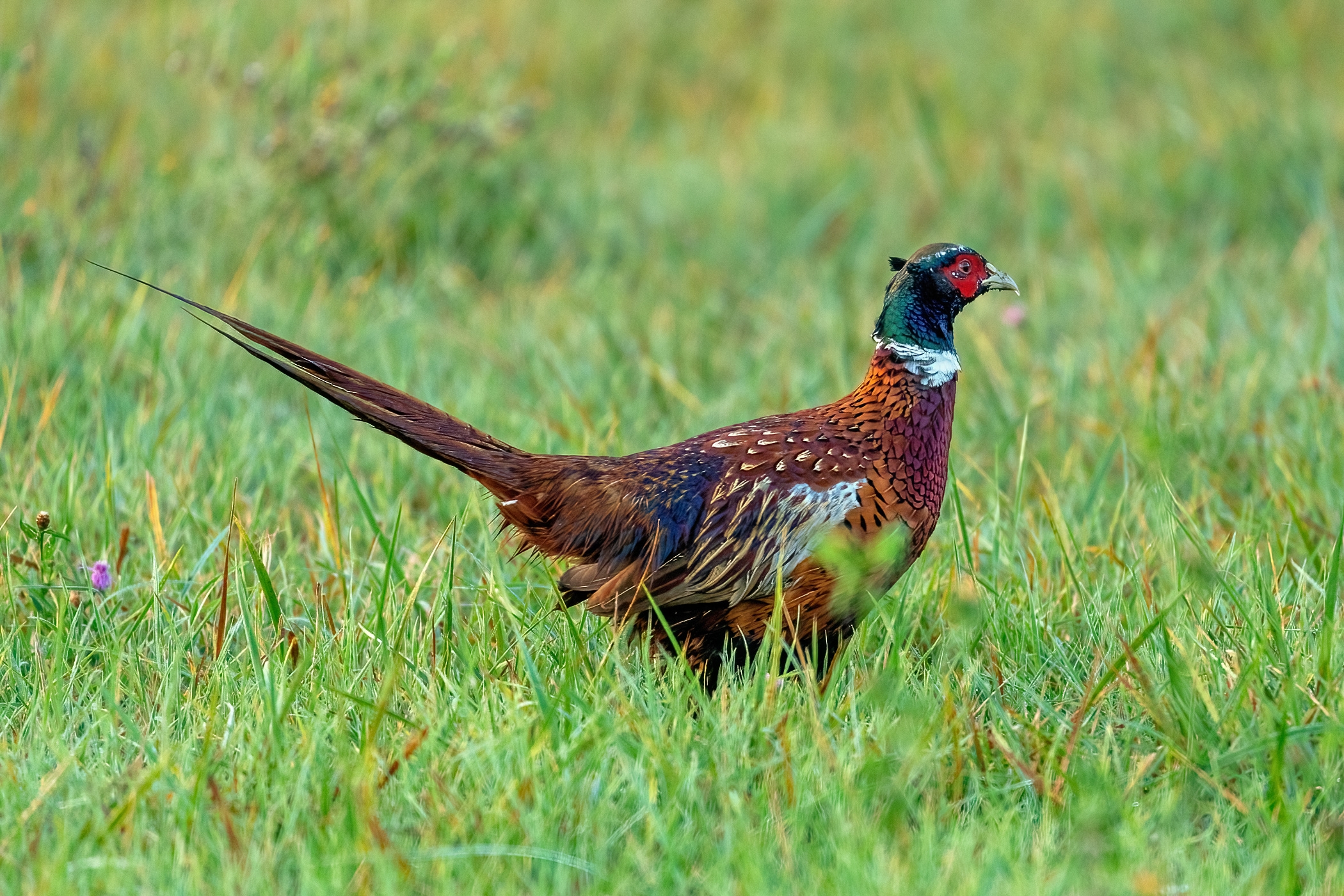 Common pheasant (Phasianus colchicus)