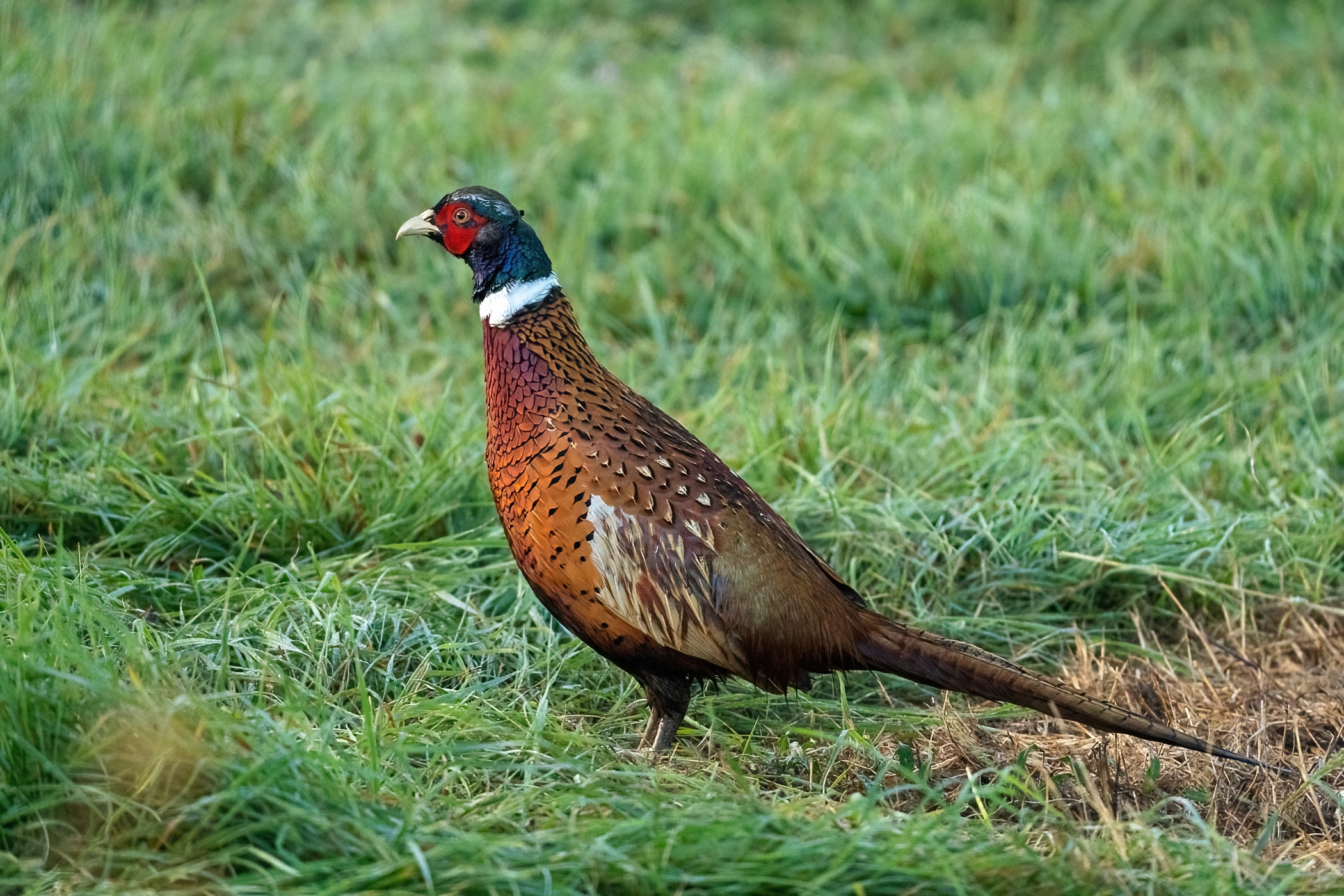 Common pheasant (Phasianus colchicus)