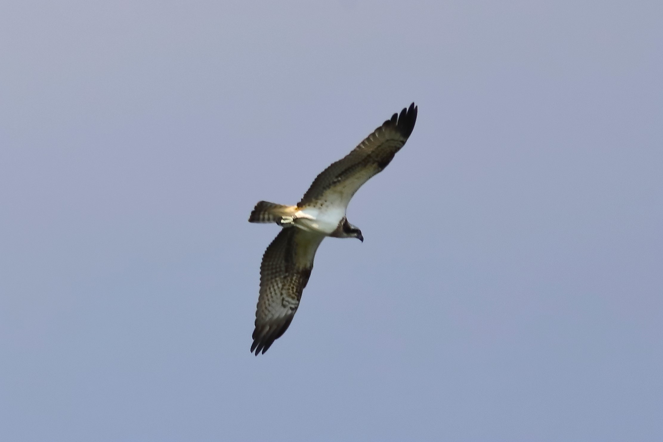 Falco pescatore 04-09-2023