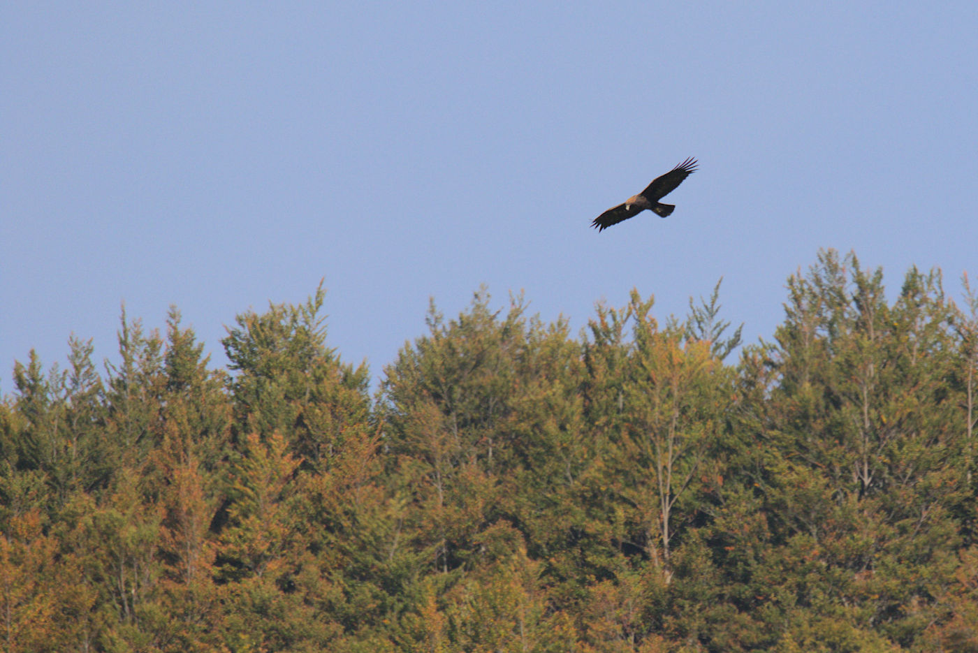 Eagle on the Apennines