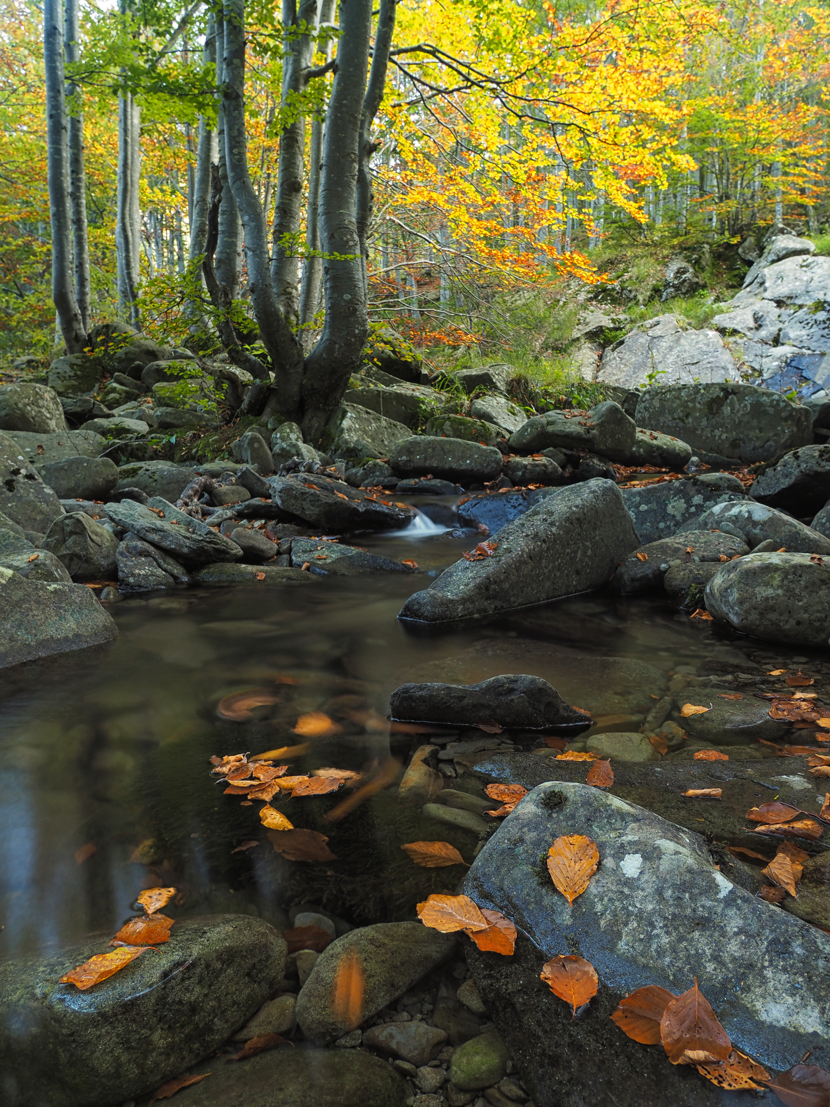 Luci e colori nel sottobosco