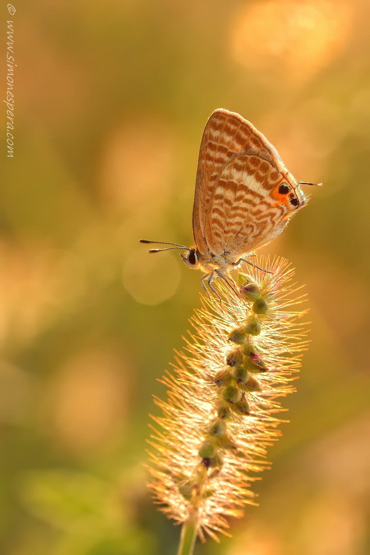 Lampides light show ... ...