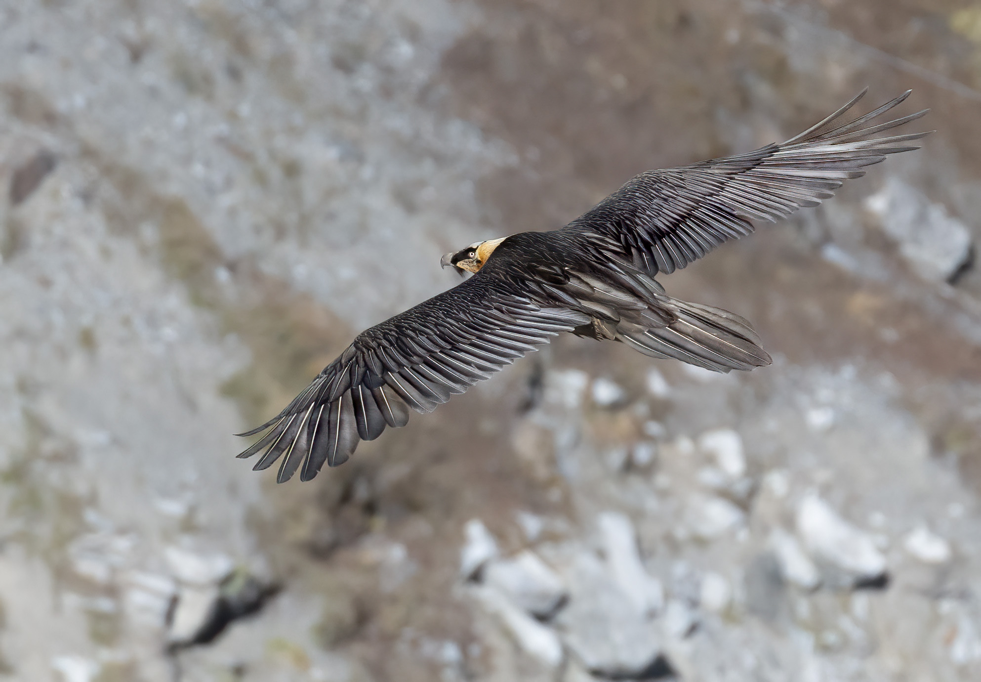galleggiando nell'aria, gipeto autunnale
