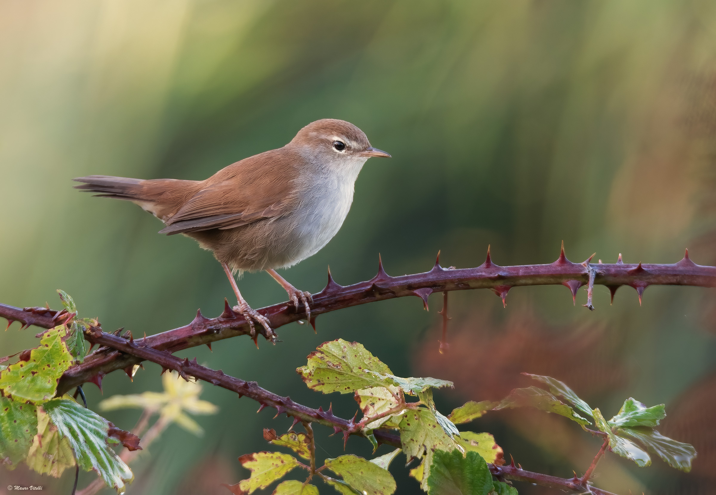 River nightingale (Cettia cetti)