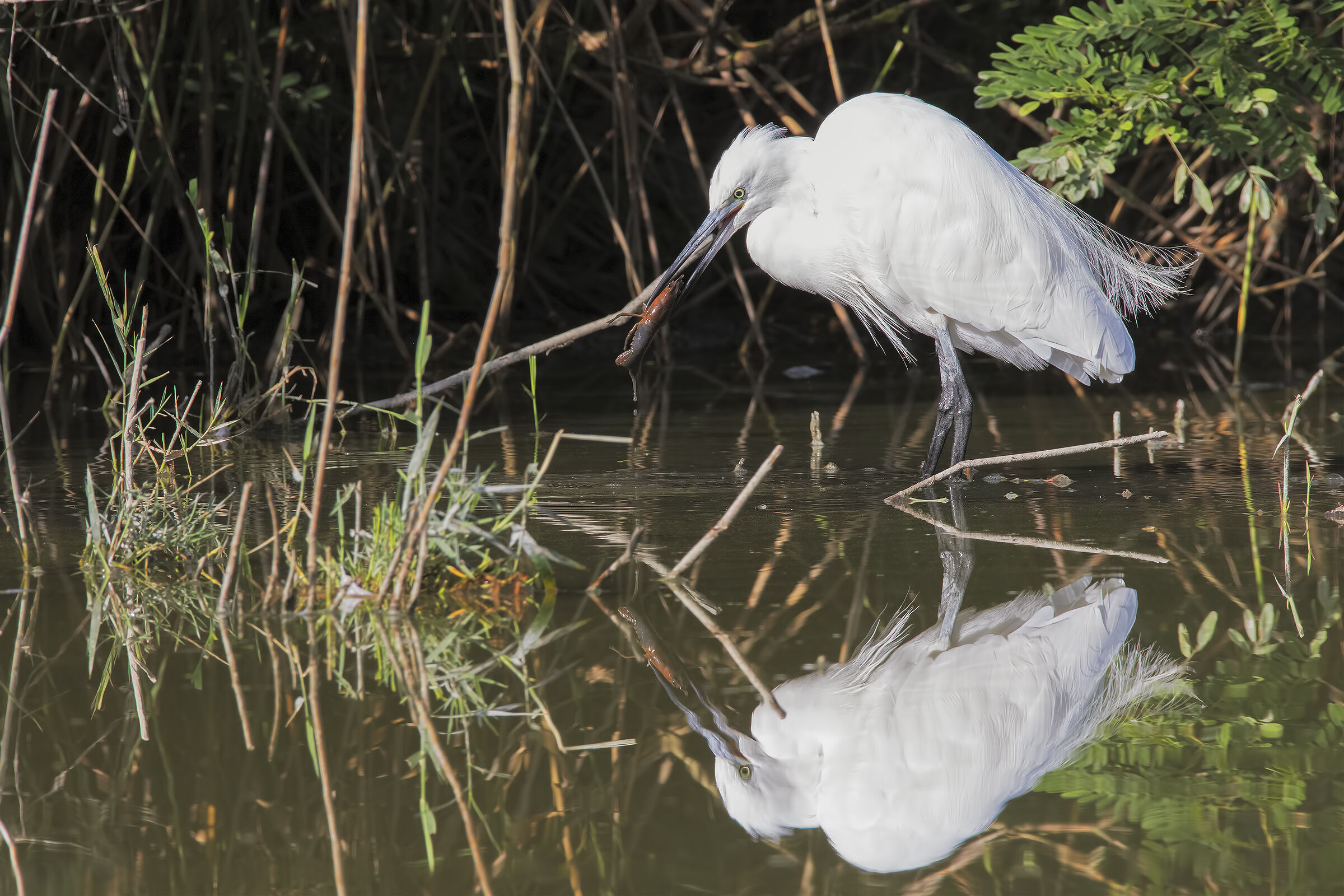 The egret and the prawn