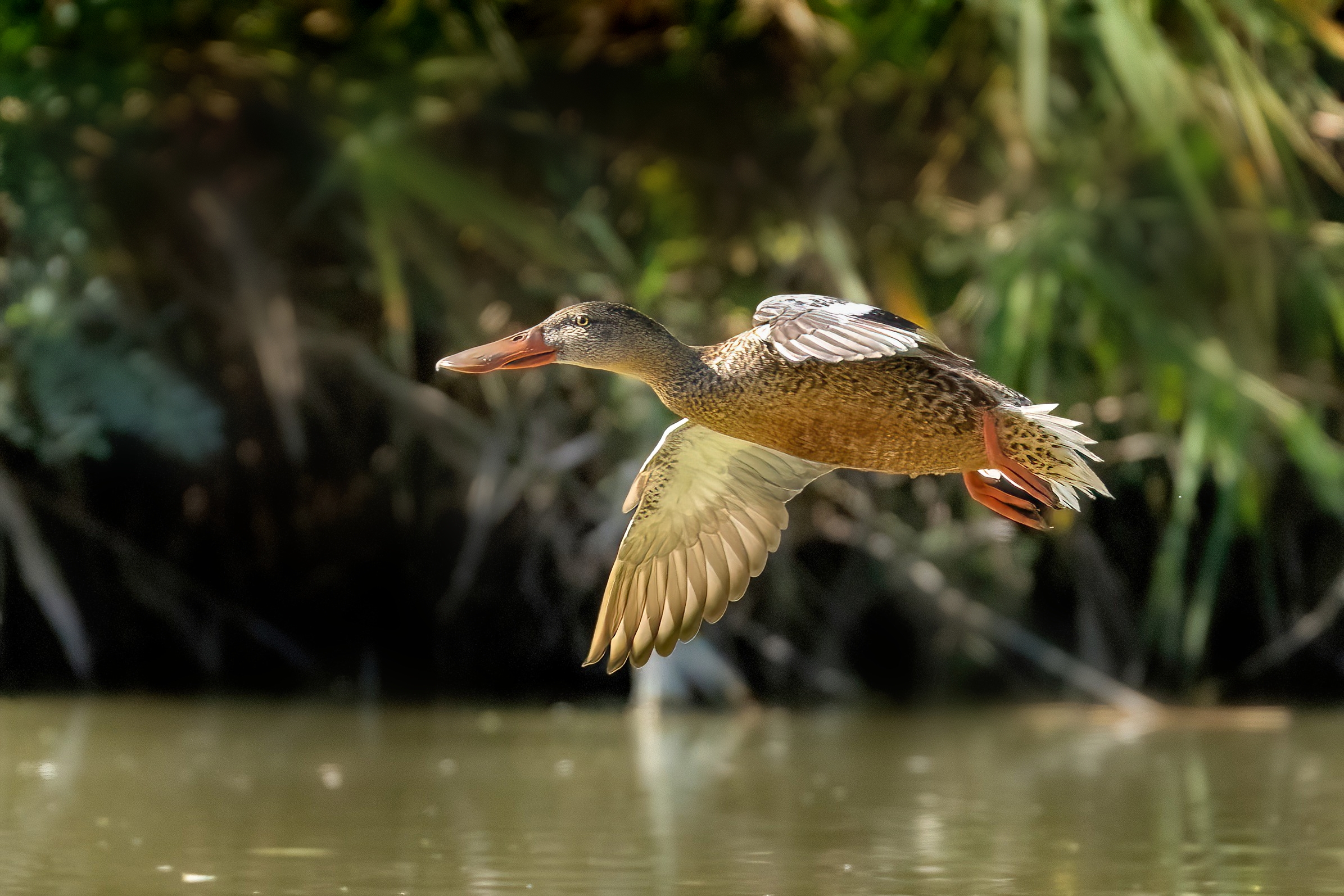 Mestolone (Spatula clypeata) femmina