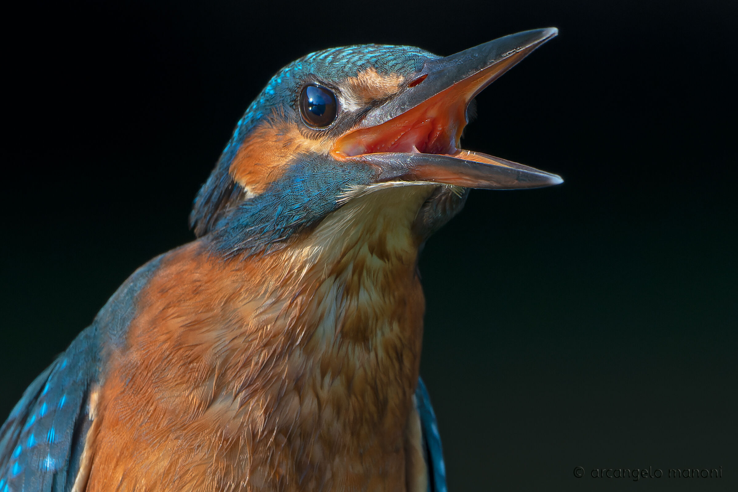 A martino donato non si guarda in bocca