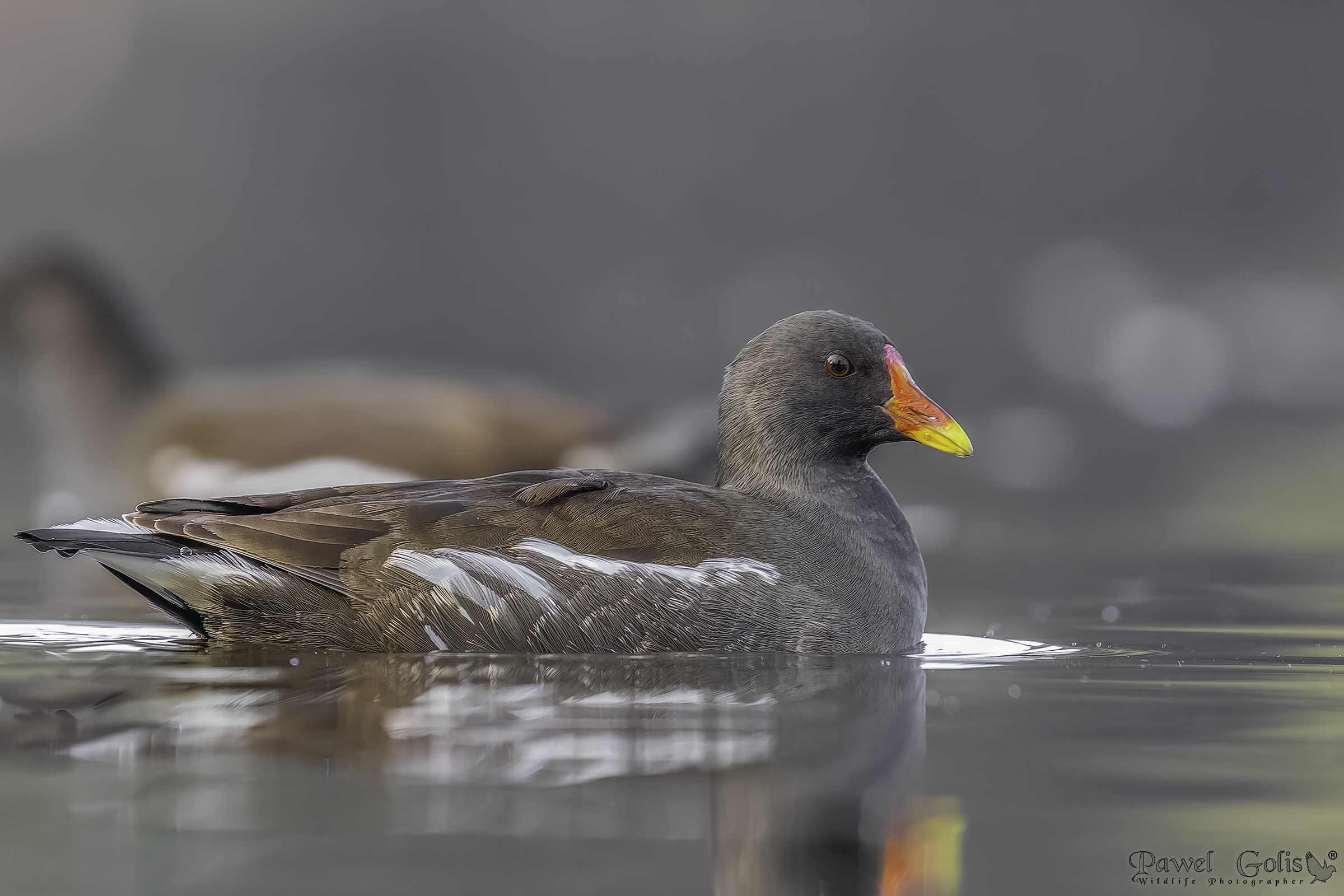 Gallinella d'acqua (Gallinula chloropus)
