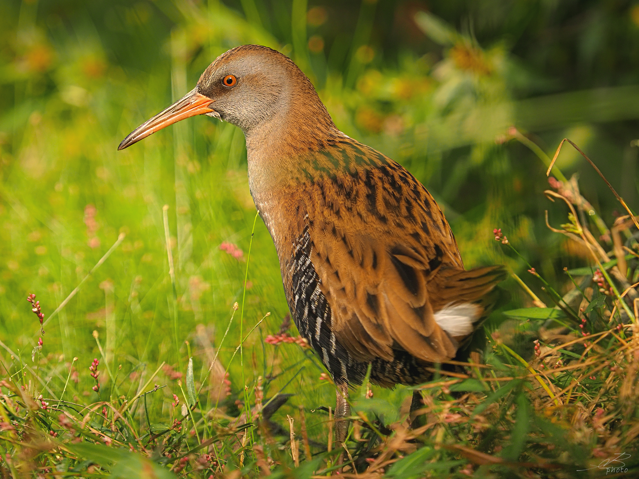 Water rail