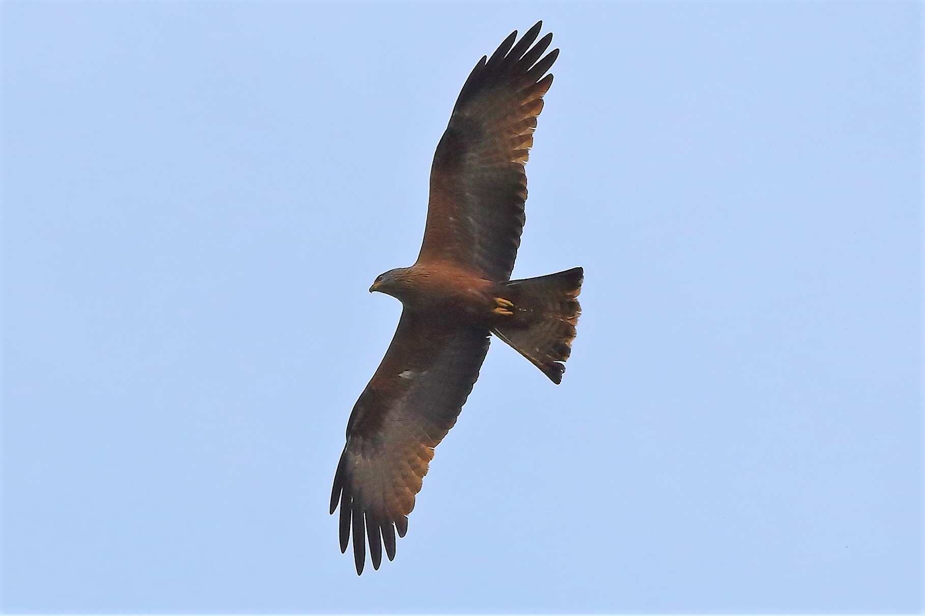 Nibbio bruno 07 maggio 2023