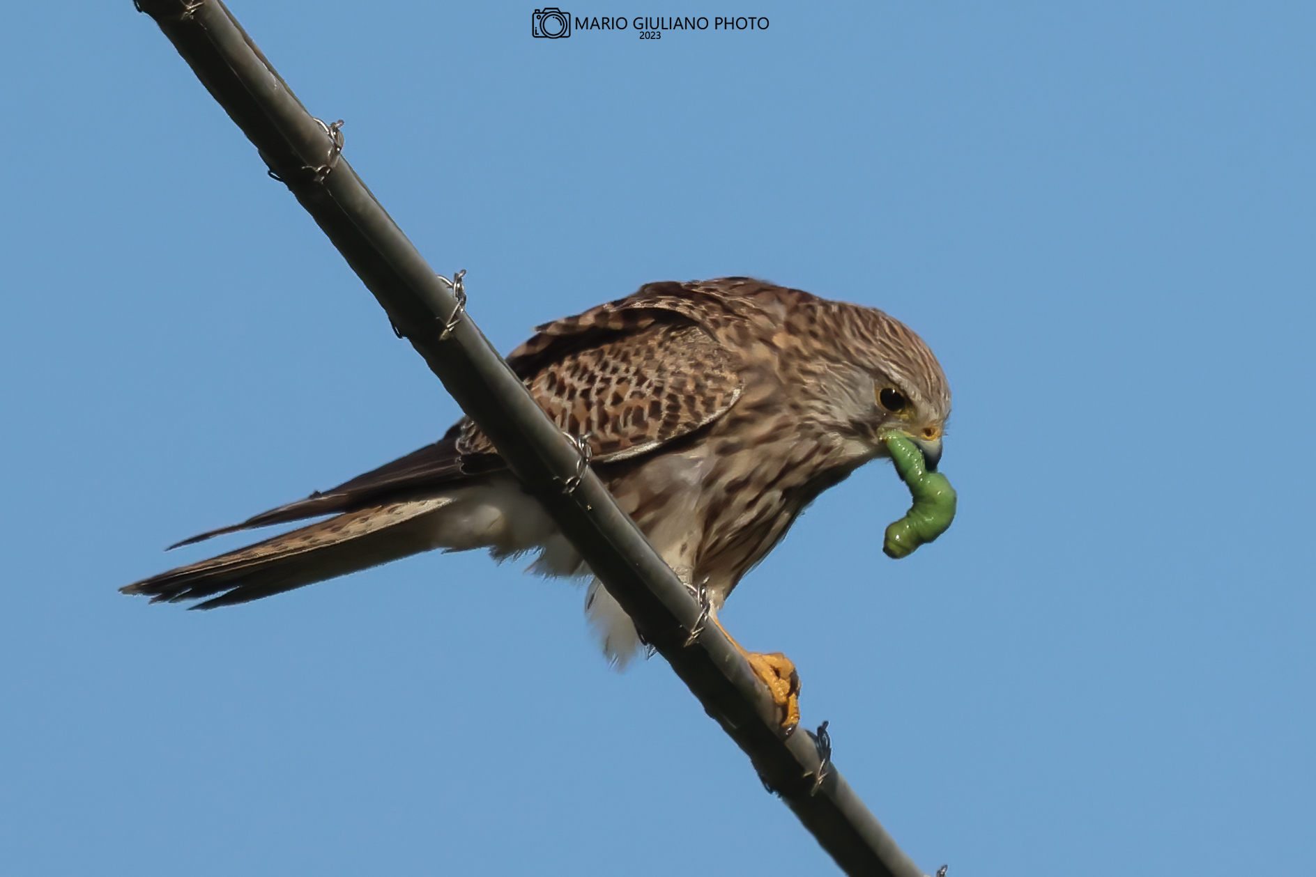 Kestrel