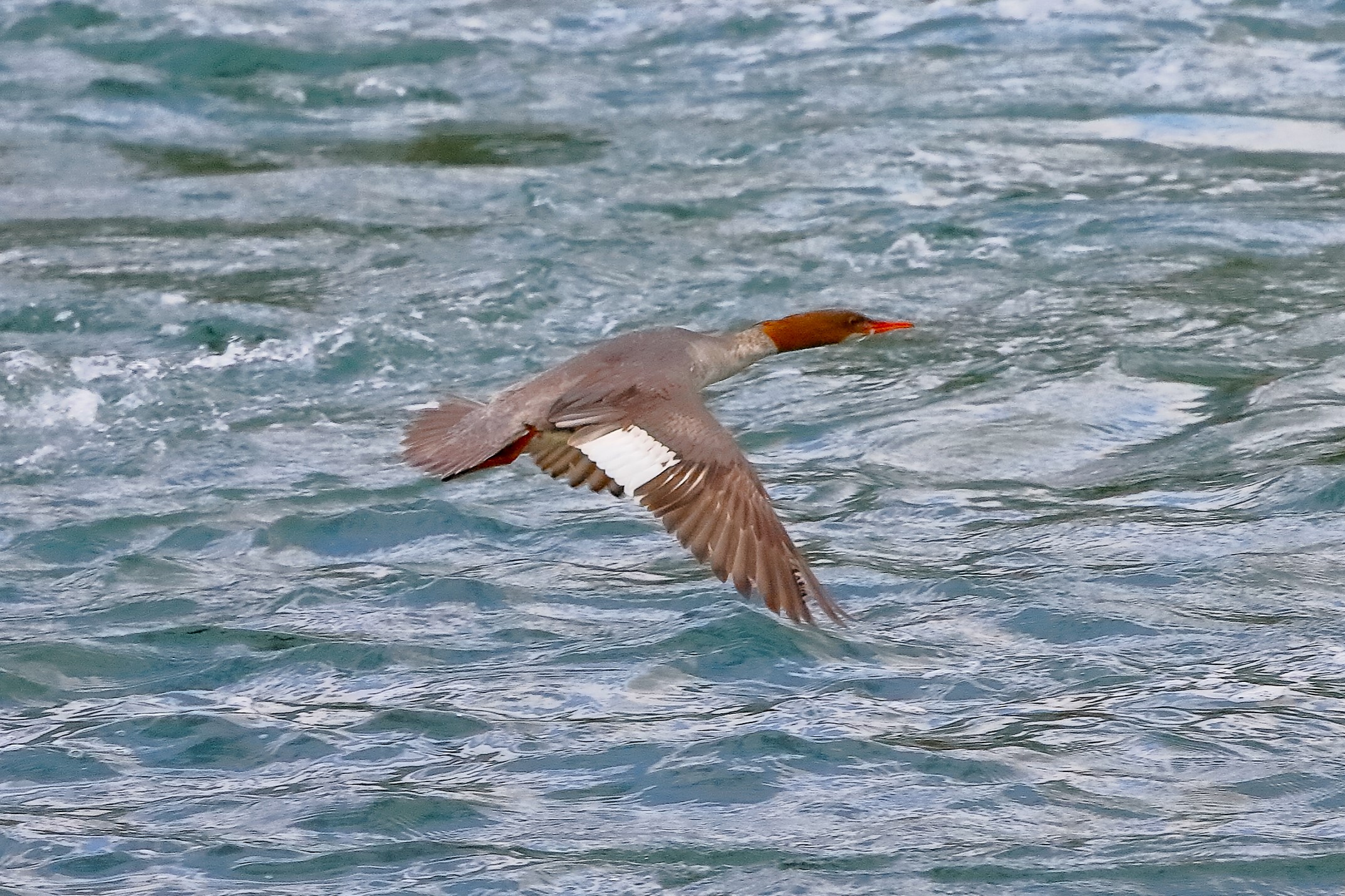 Smergo F 08 maggio 2023