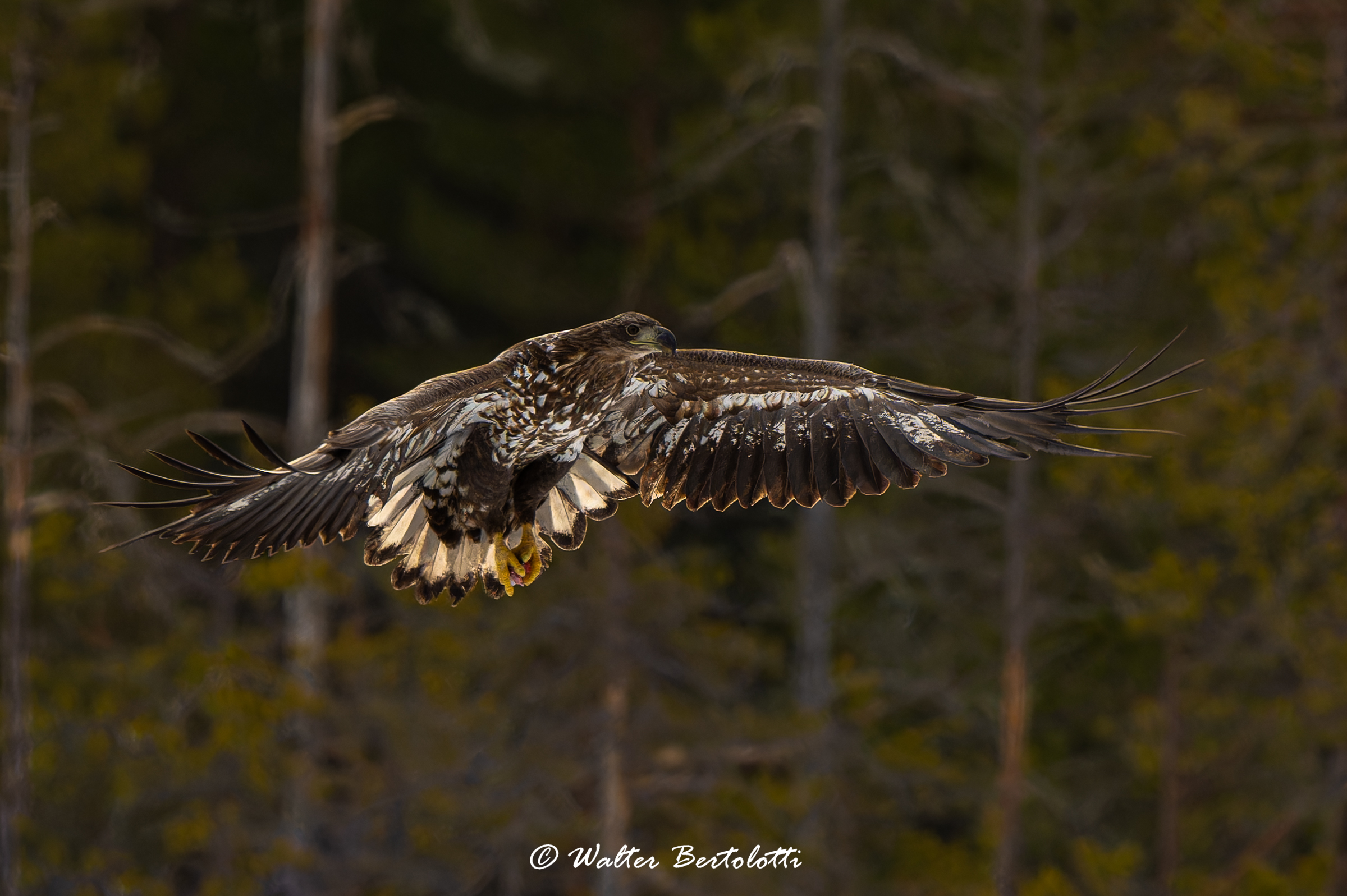 la regina della taiga