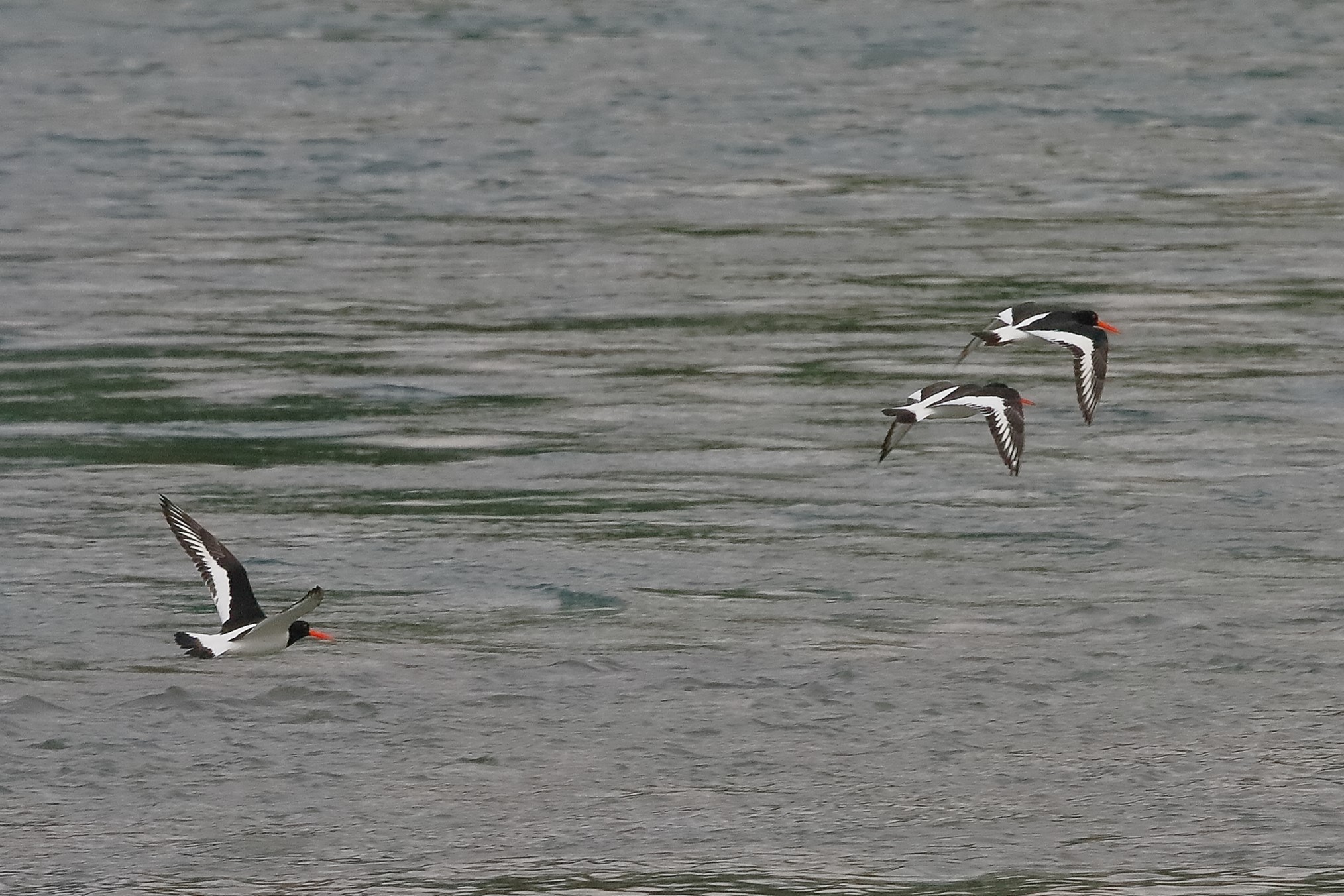 Beccaccia 08 maggio 2023