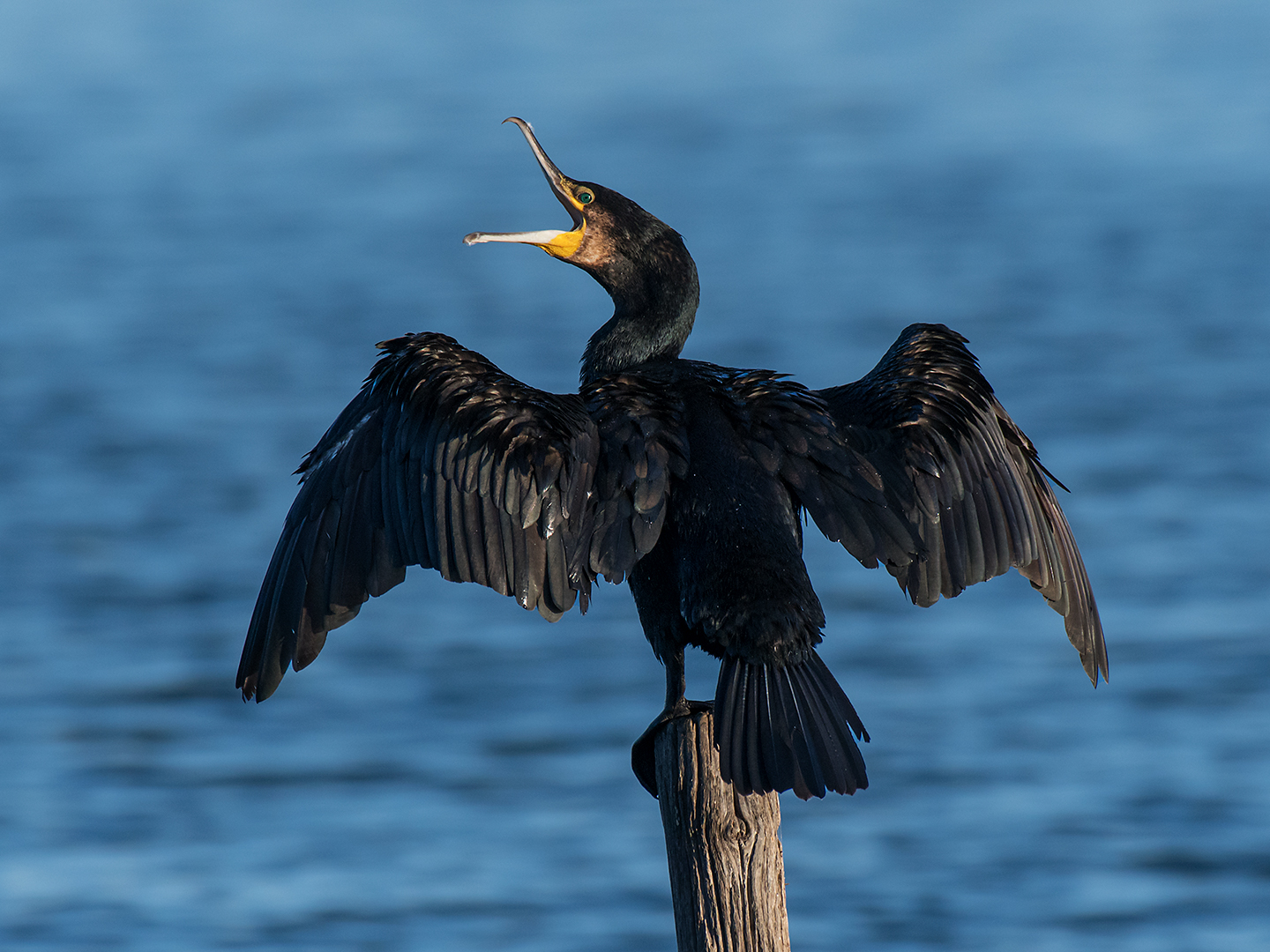 Cormorant