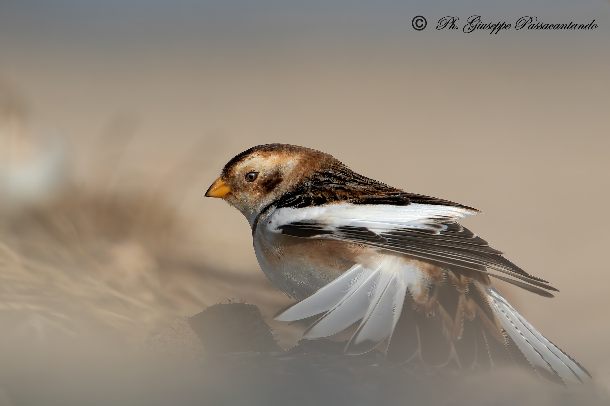 Snow bunting