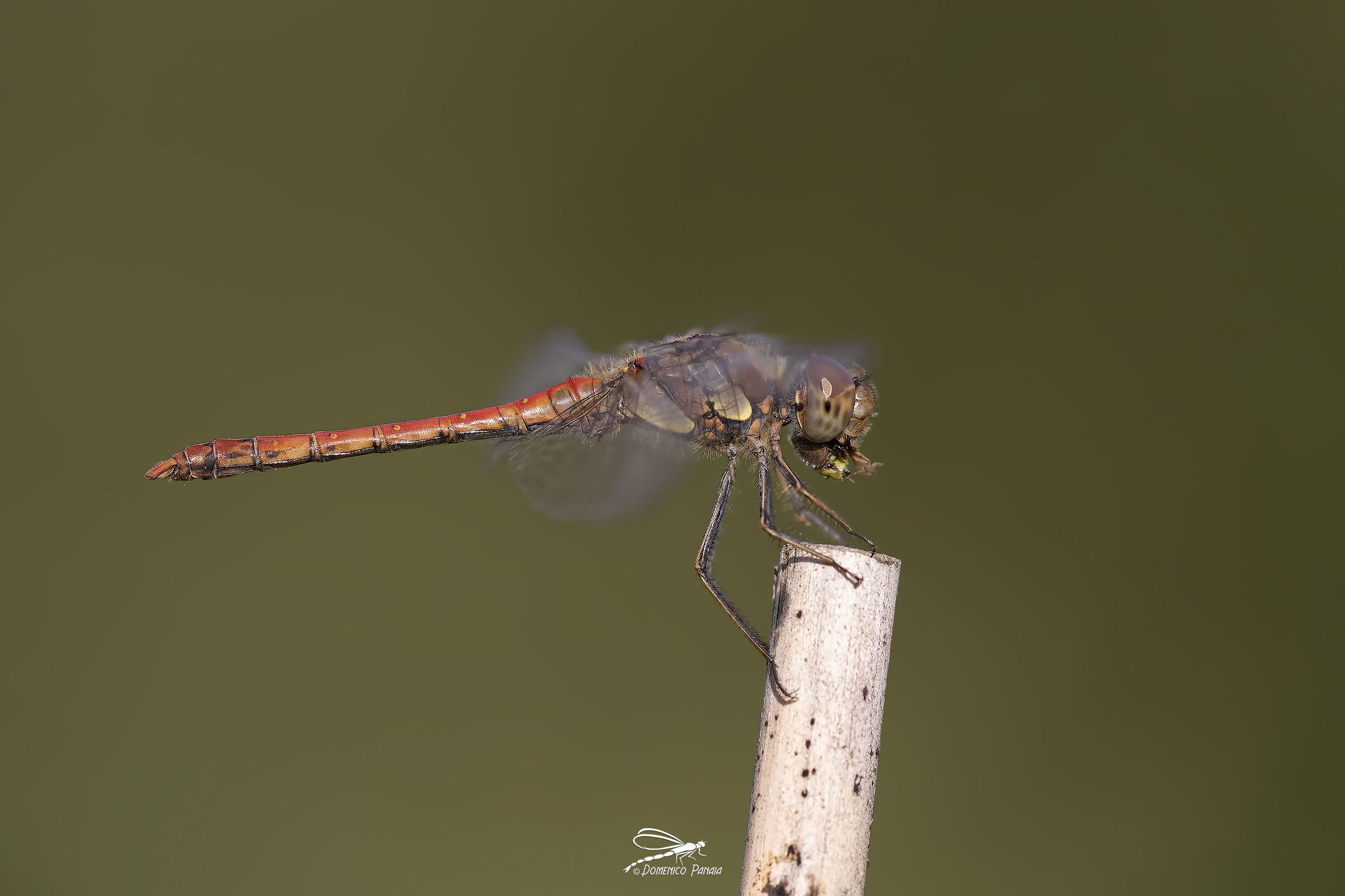 sympetrum striolatum